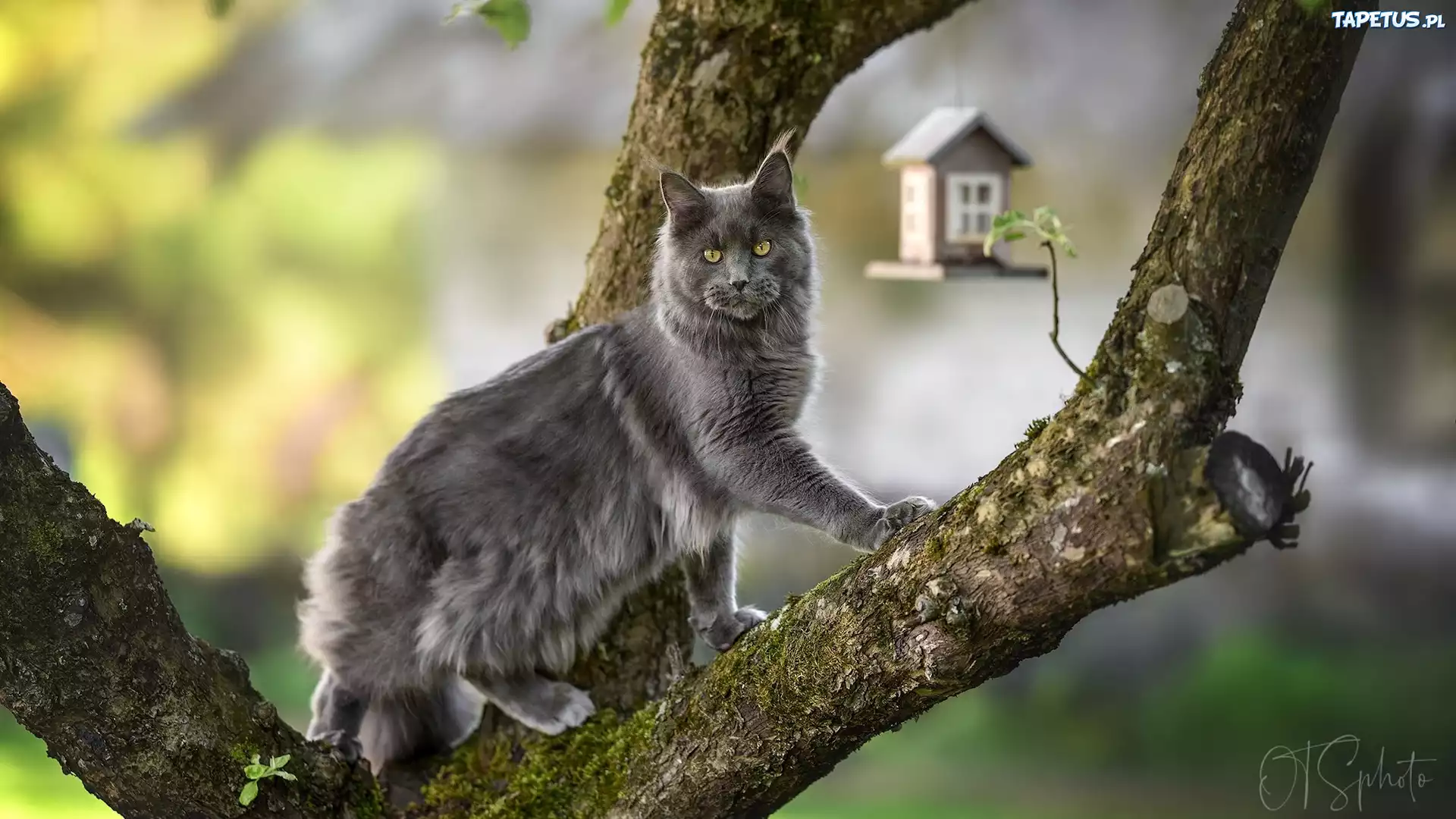 Szary, Kot, Maine coon, Drzewo