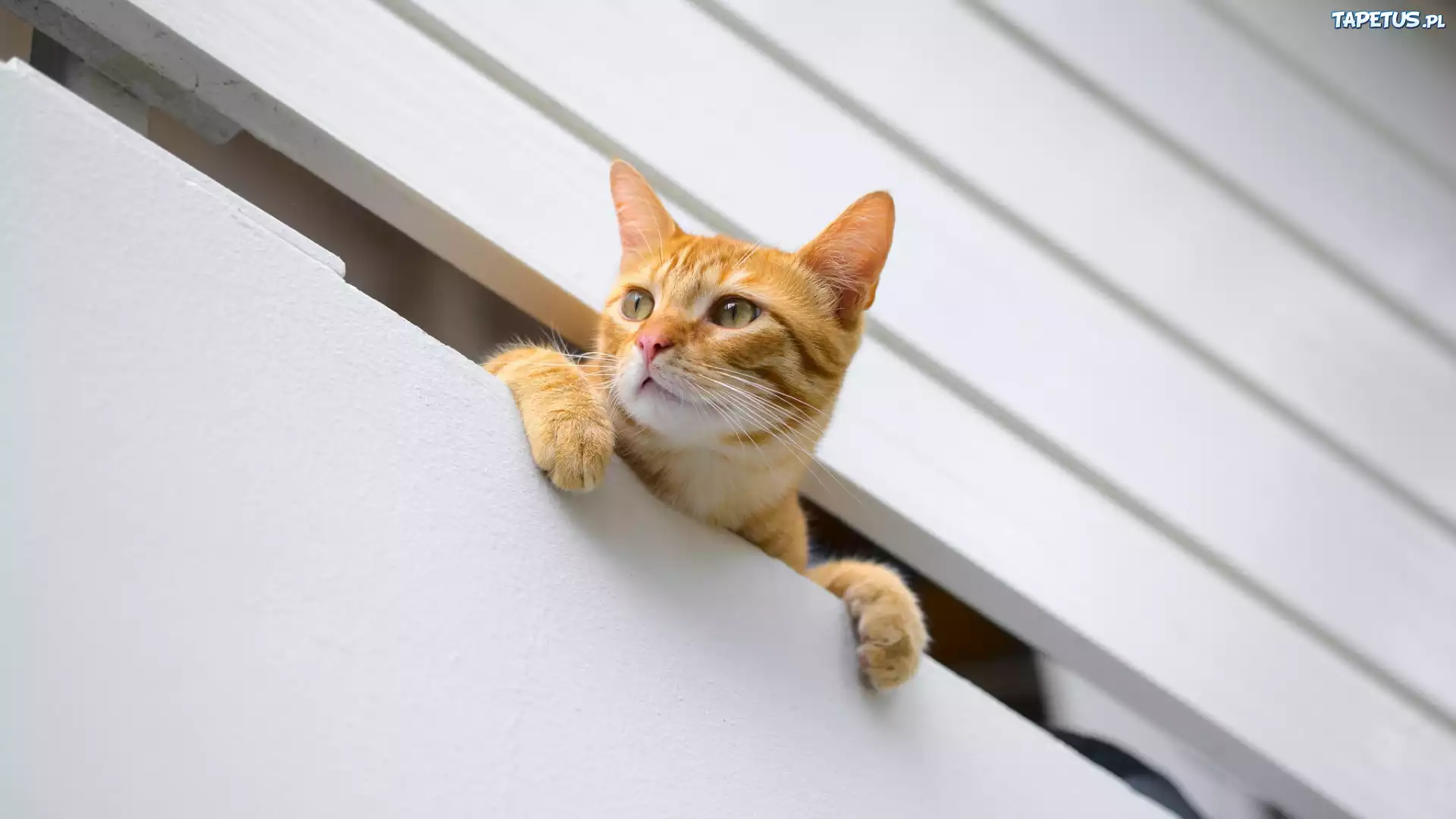 Kot, Rudy, Balkon