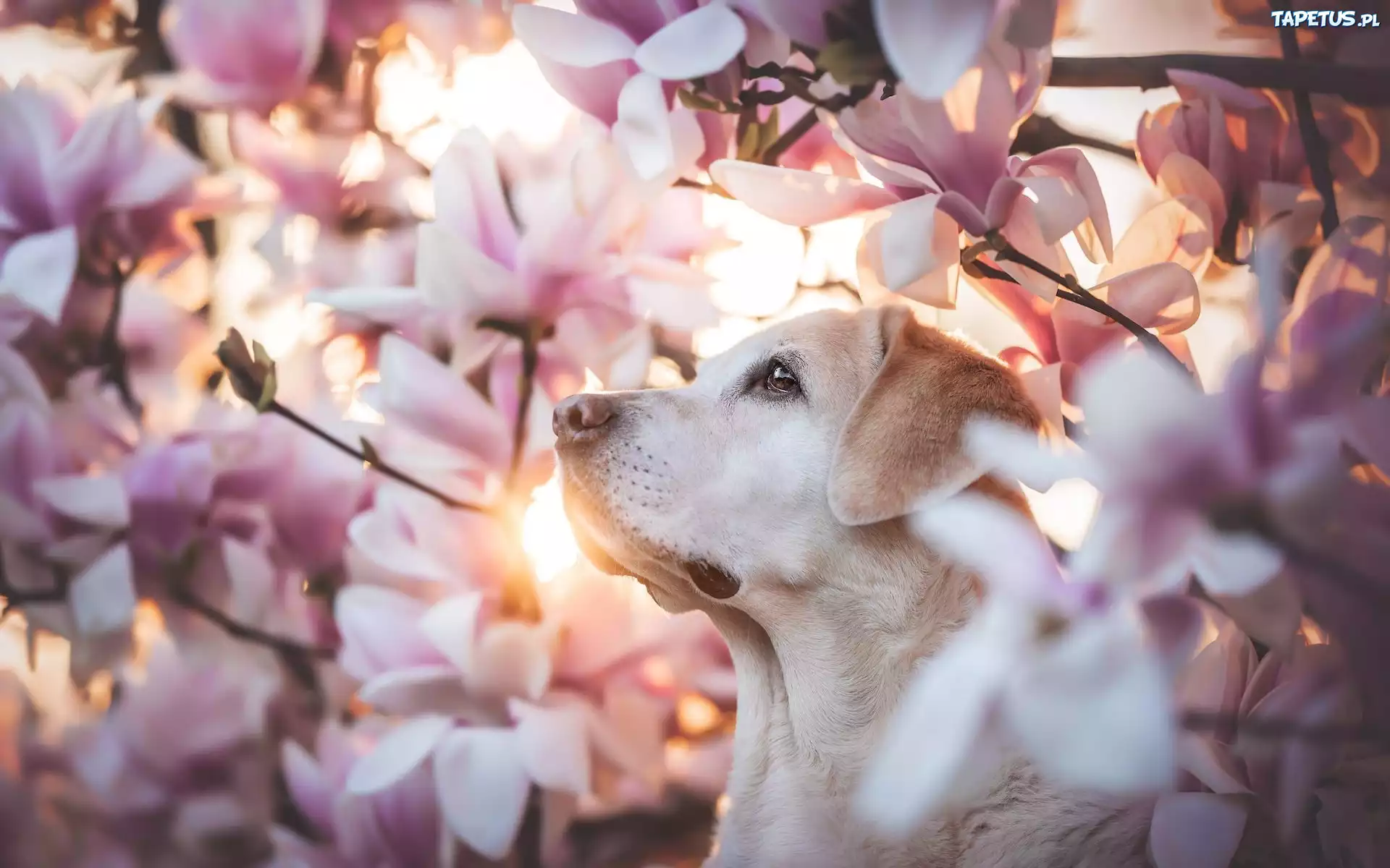 Pies, Labrador retriever, Kwiaty, Magnolie