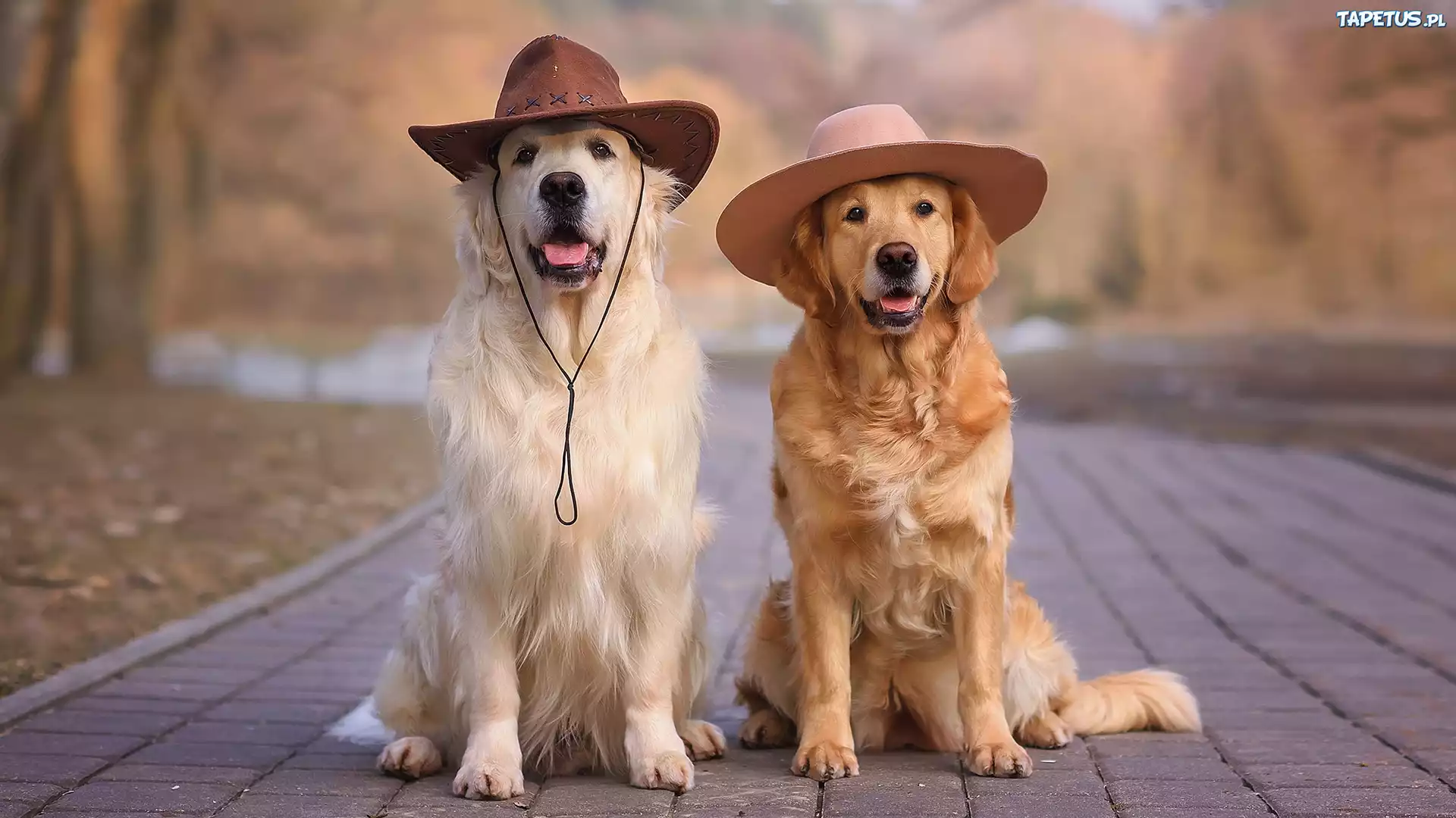 Dwa, Psy, Golden retriever, Kapelusz, Chodnik