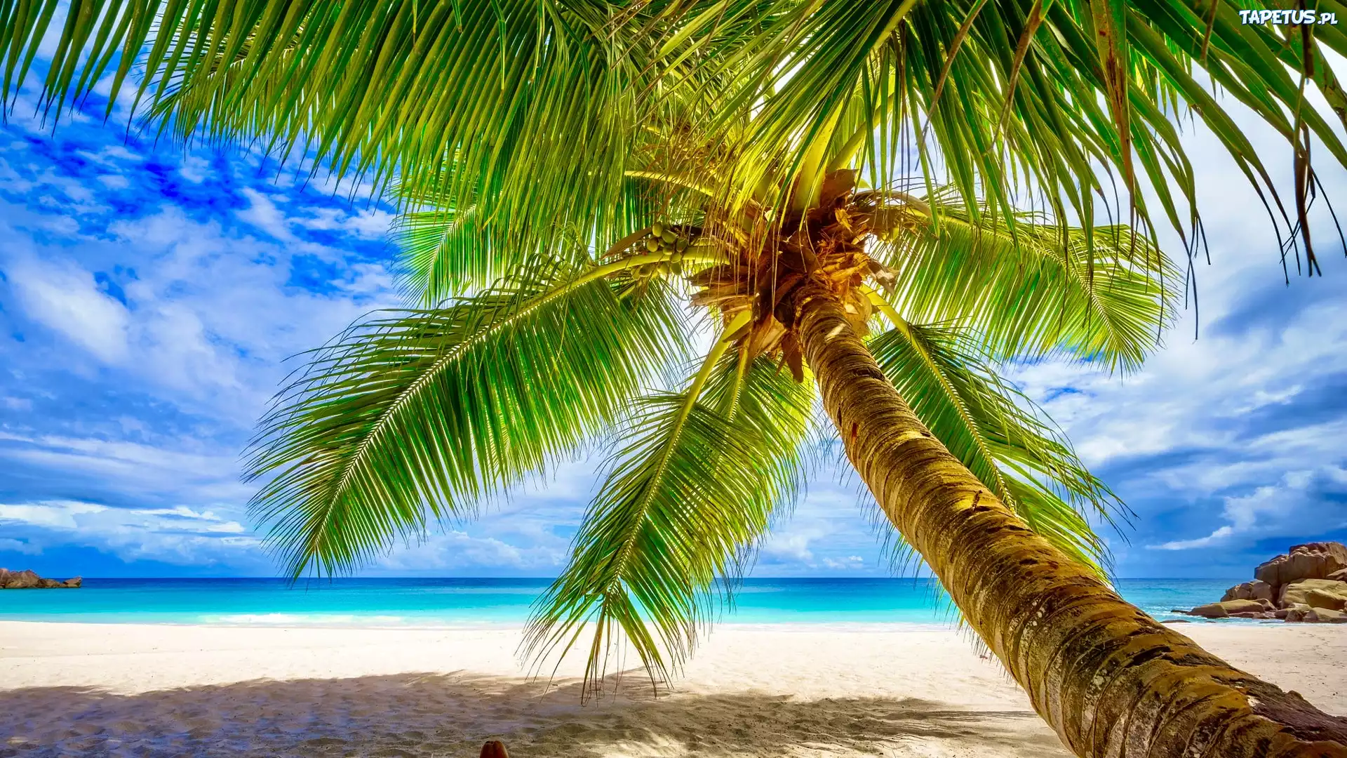 Morze, Plaża, Palma kokosowa, Seszele