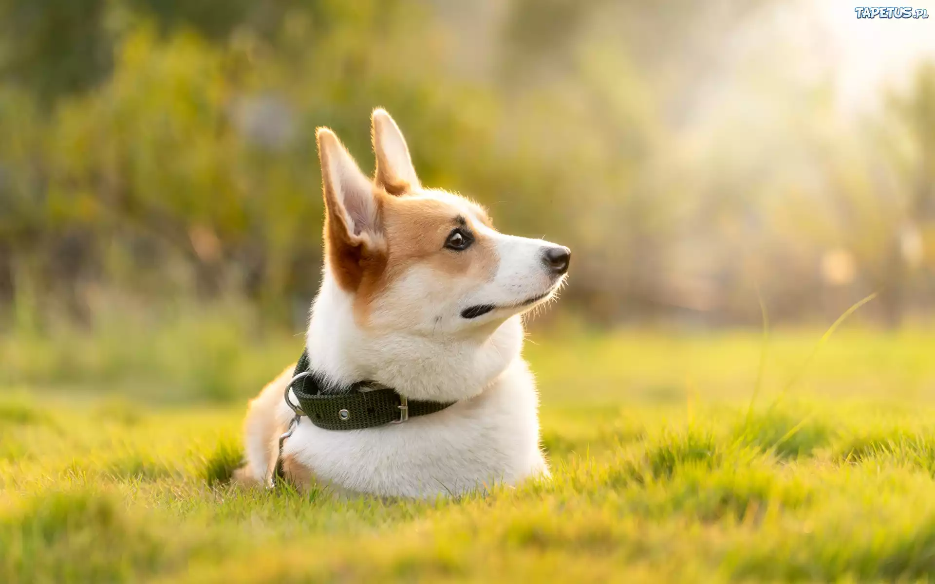 Pies, Welsch corgi pembroke, Trawa, Obroża, Bokeh