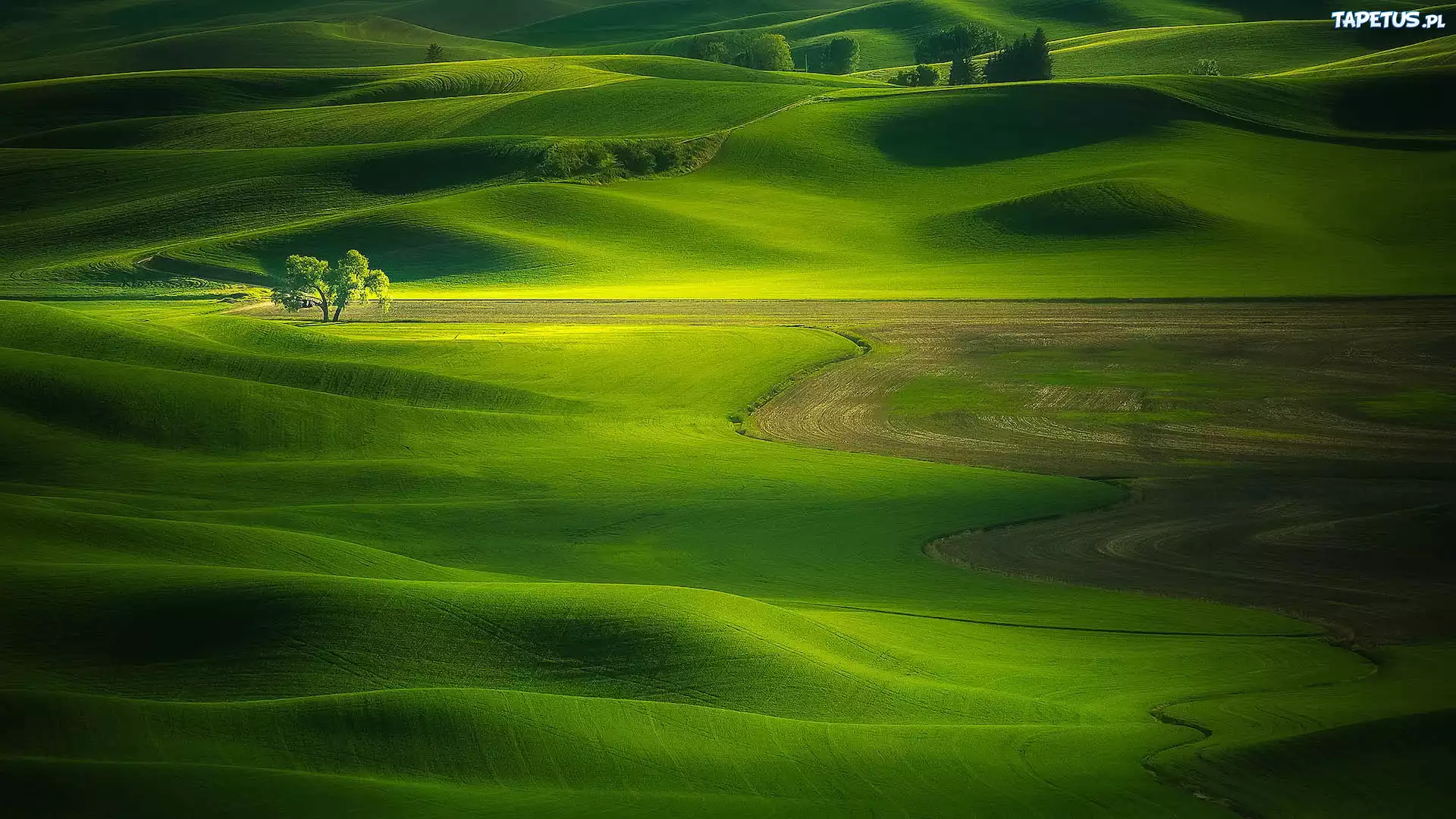 Stany Zjednoczone, Stan Waszyngton, Palouse, Wzgórza, Łąki, Drzewo