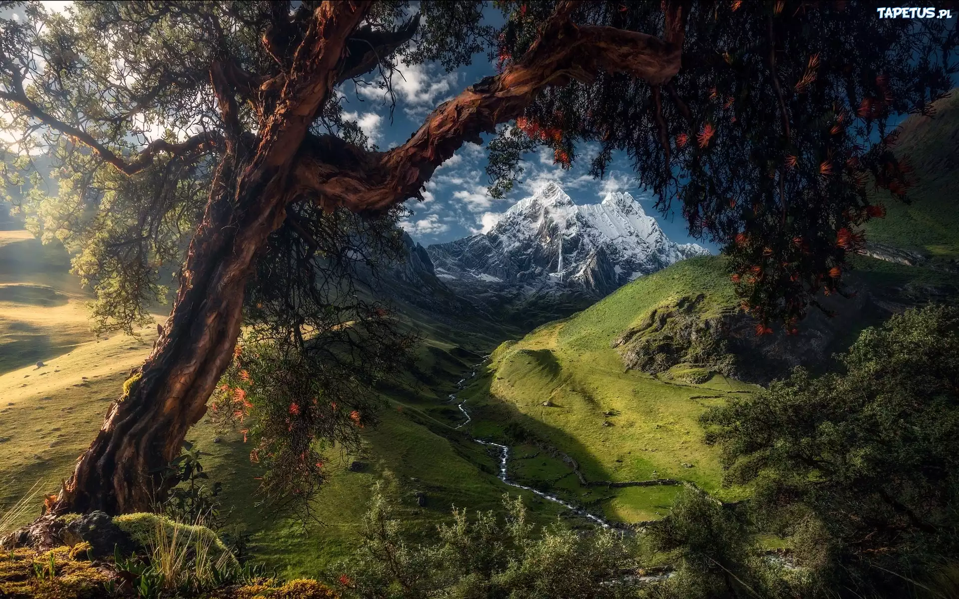 Peru, Góry Kordyliery, Drzewo, Dolina, Rzeka