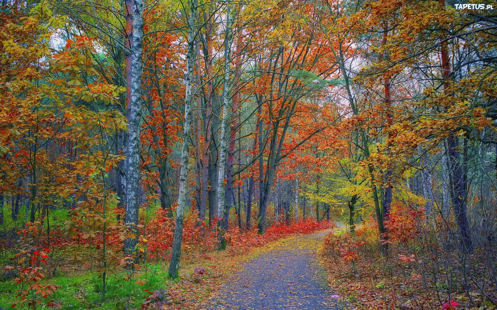 Las, Drzewa, Kolorowe, Liście, Ścieżka, Jesień