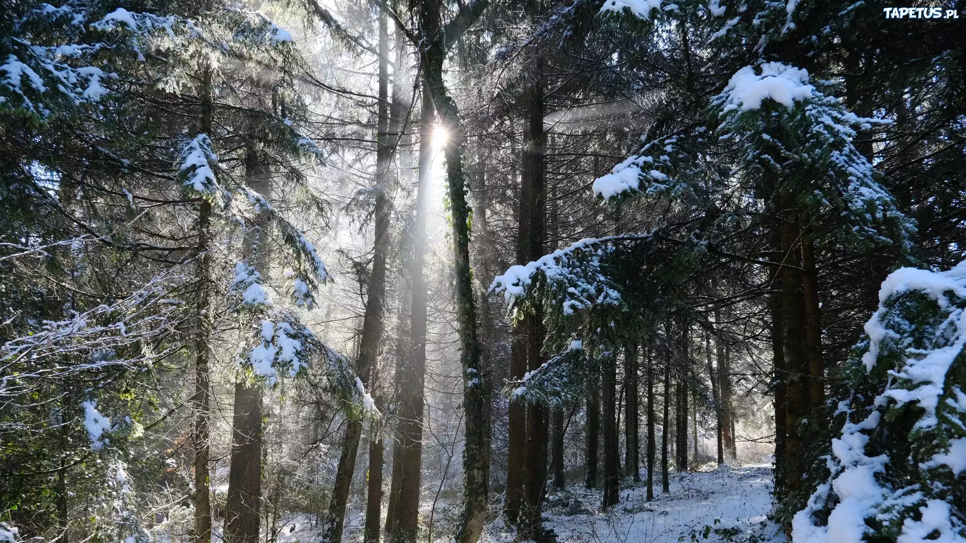 Las, Drzewa, Droga, Zima, Śnieg, Przebijające światło