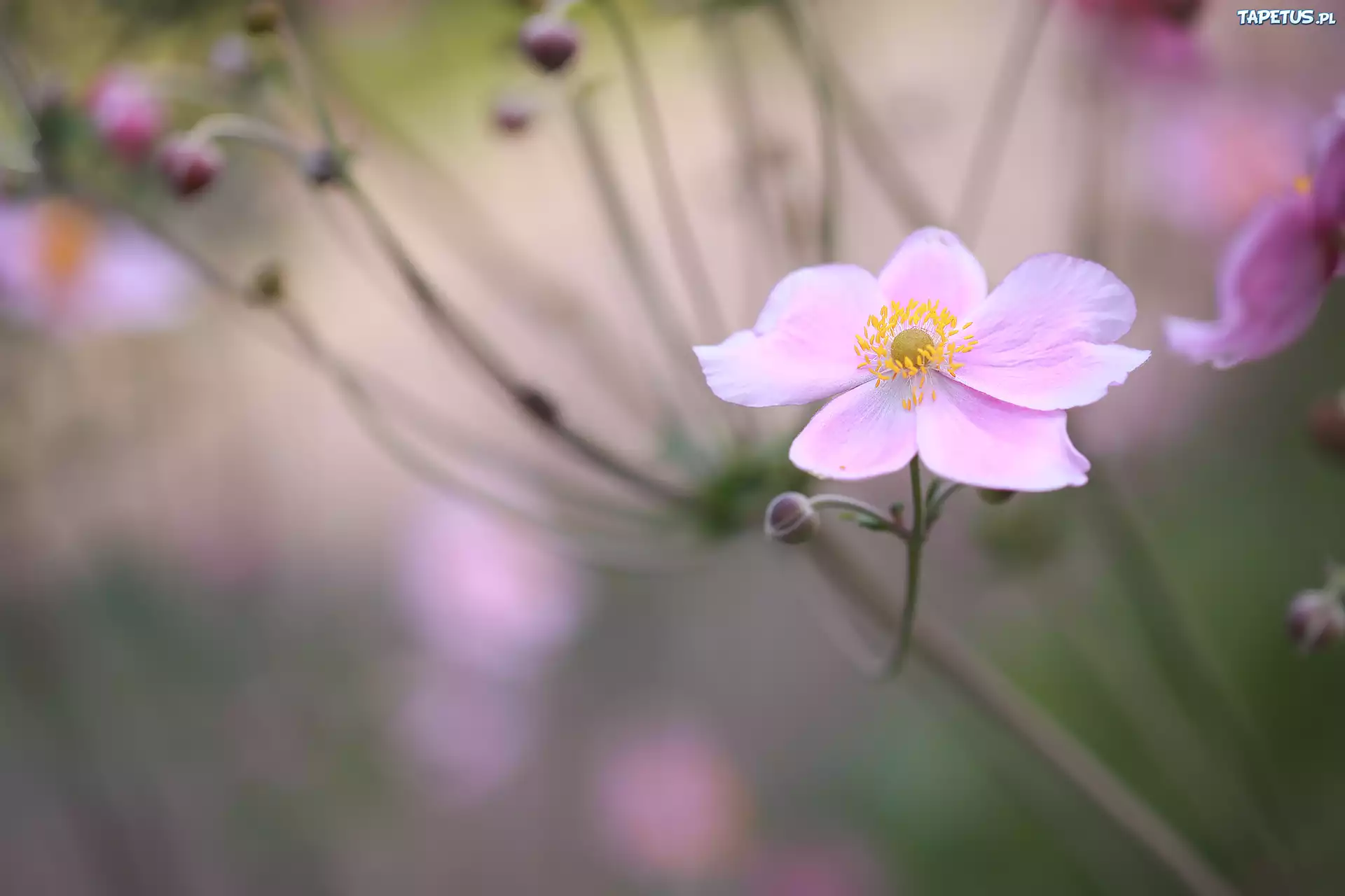 Różowy, Kwiat, Zawilec japoński, Zbliżenie