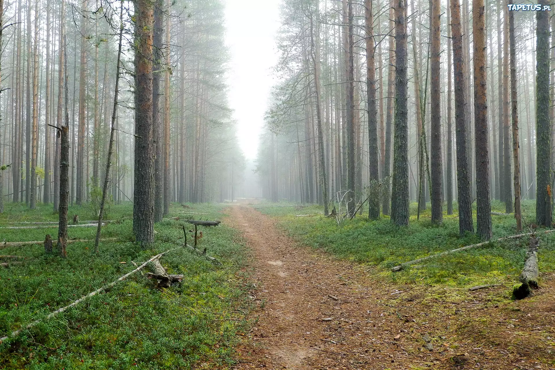 Las, Ścieżka, Mgła, Drzewa