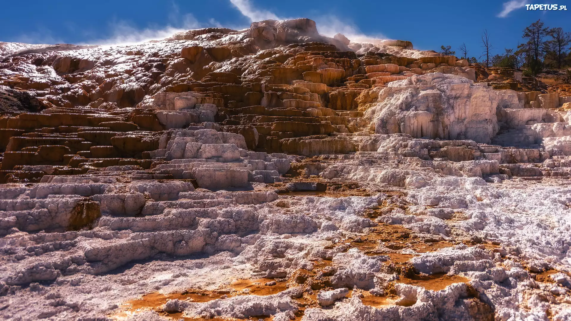 Skały, Mammoth Hot Springs, Drzewa, Park Narodowy Yellowstone, Wyoming, Stany Zjednoczone