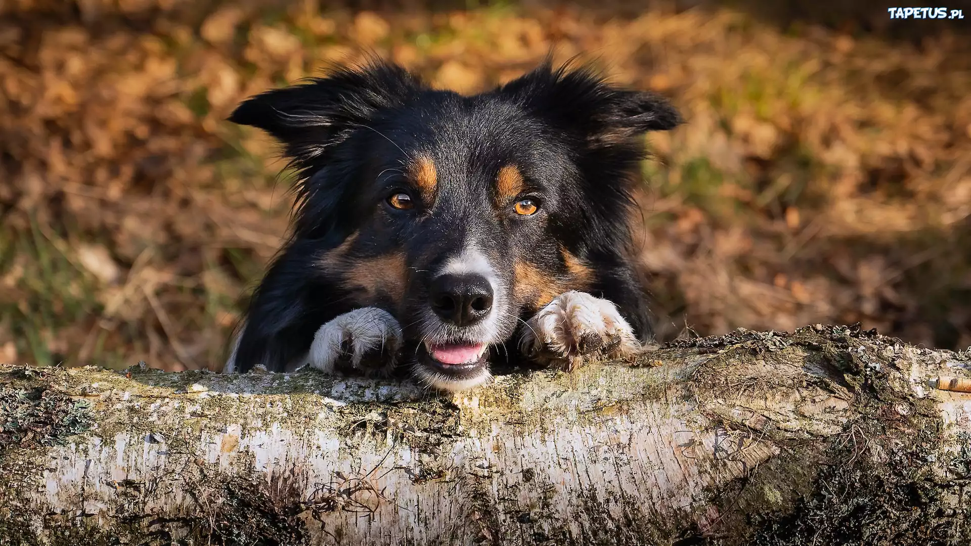 Pies, Border collie, Mordka, Łapki, Pień