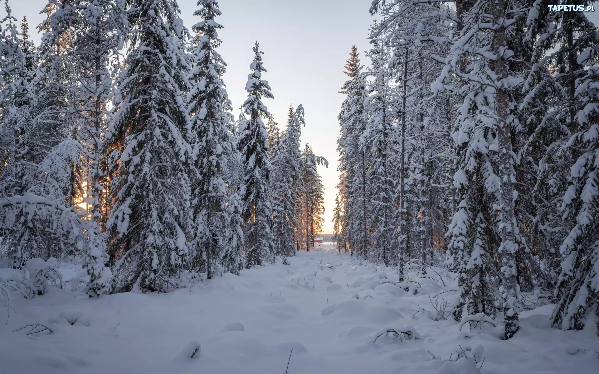 Zima, Las, Drzewa, Zaspy, Śnieg