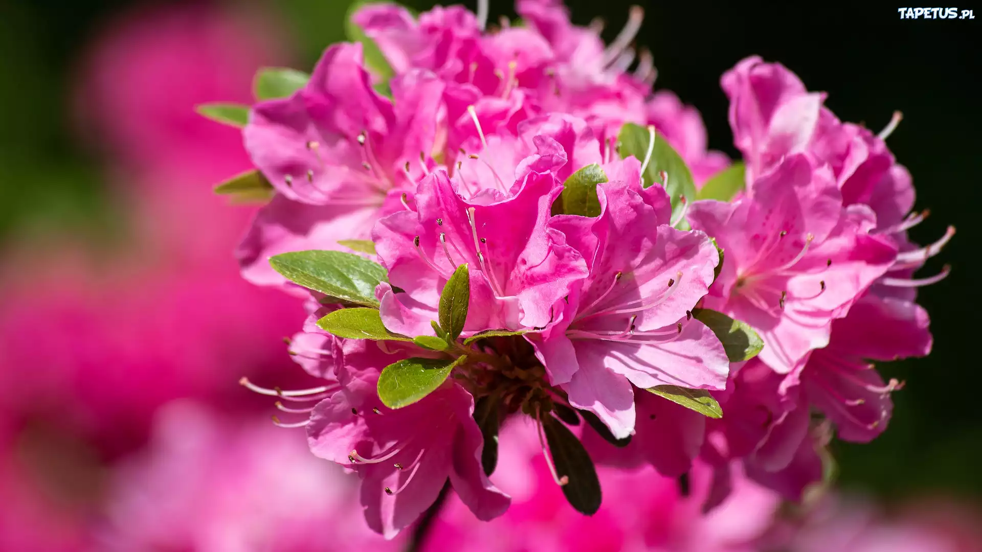 Różowe, Kwiaty, Rododendron, Azalia