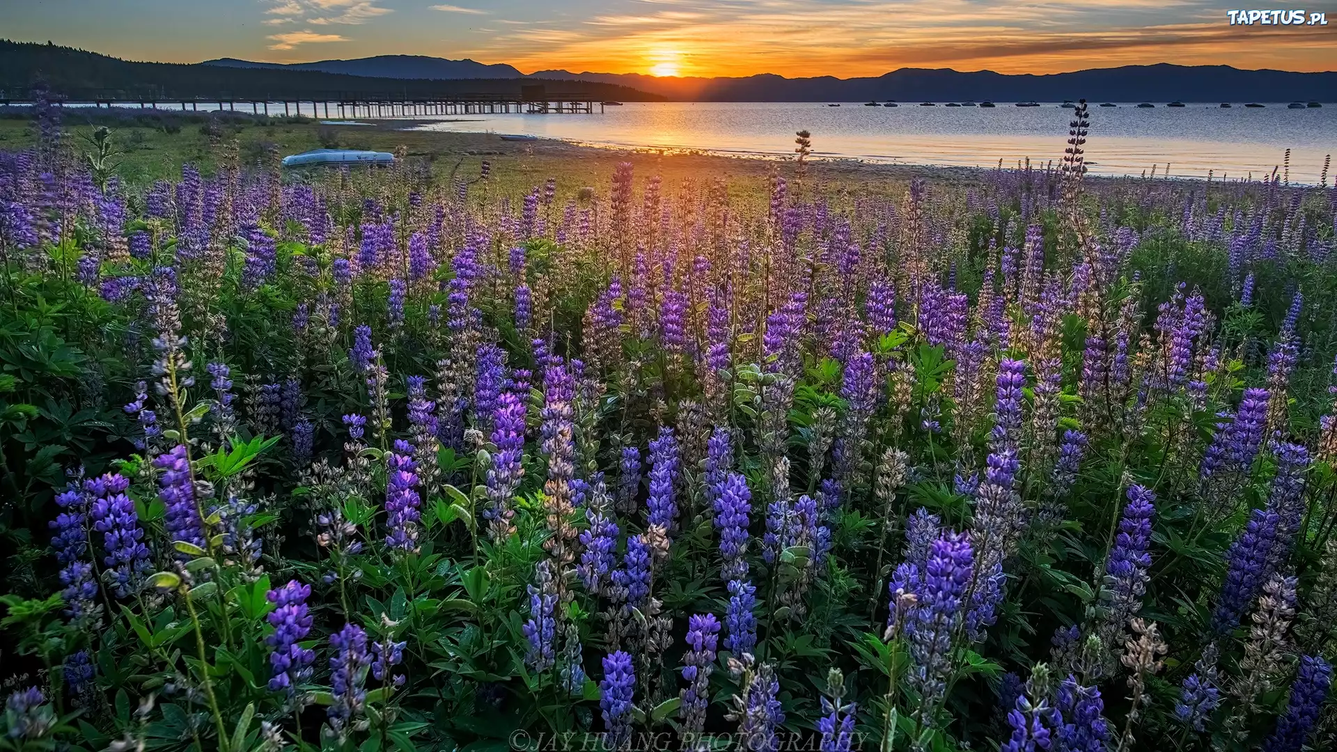 Stany Zjednoczone, Kalifornia, Wschód słońca, Jezioro, Tahoe Lake, Łąka, Łubin