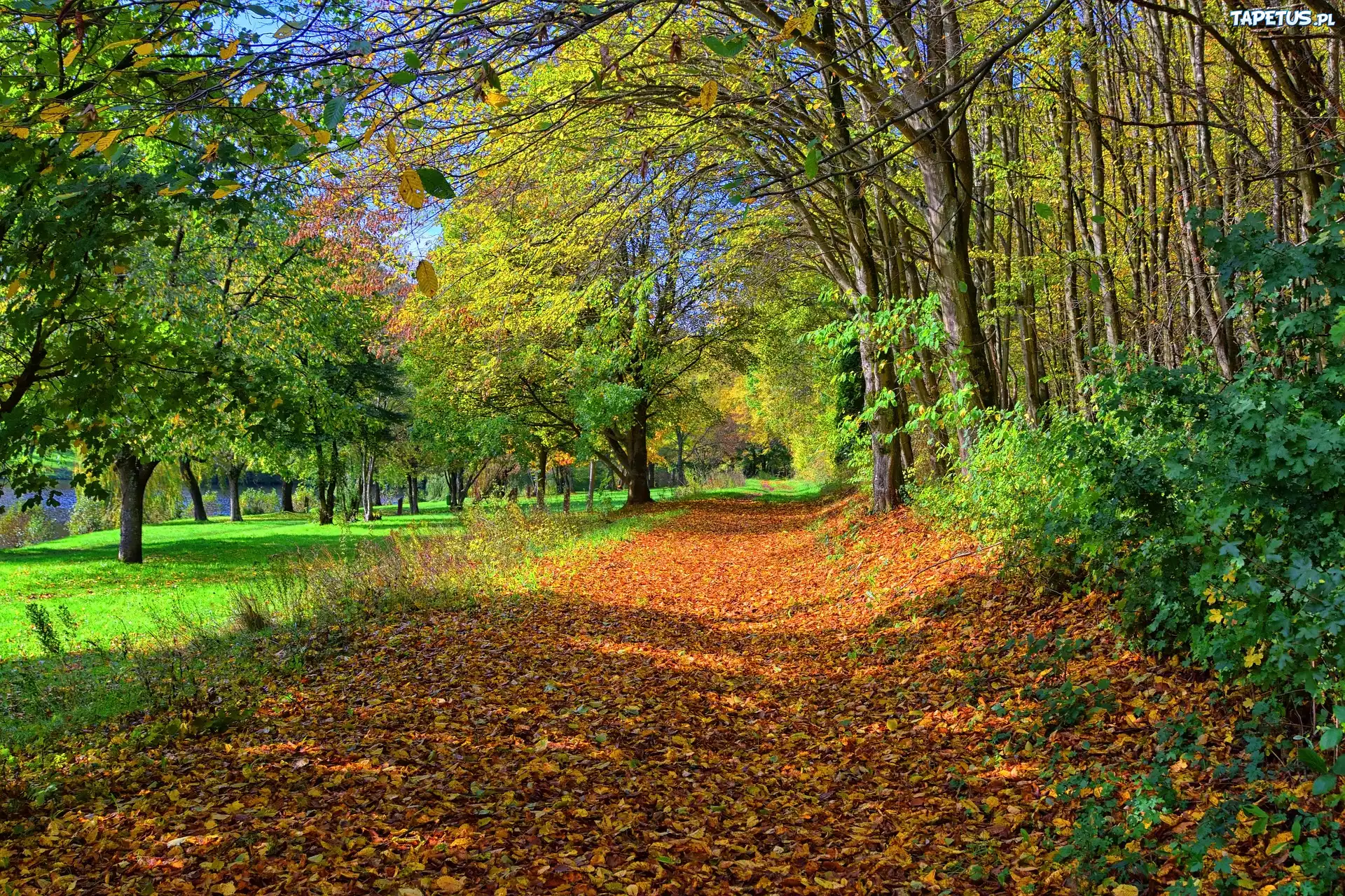 Park, Droga, Opadłe, Liście, Drzewa