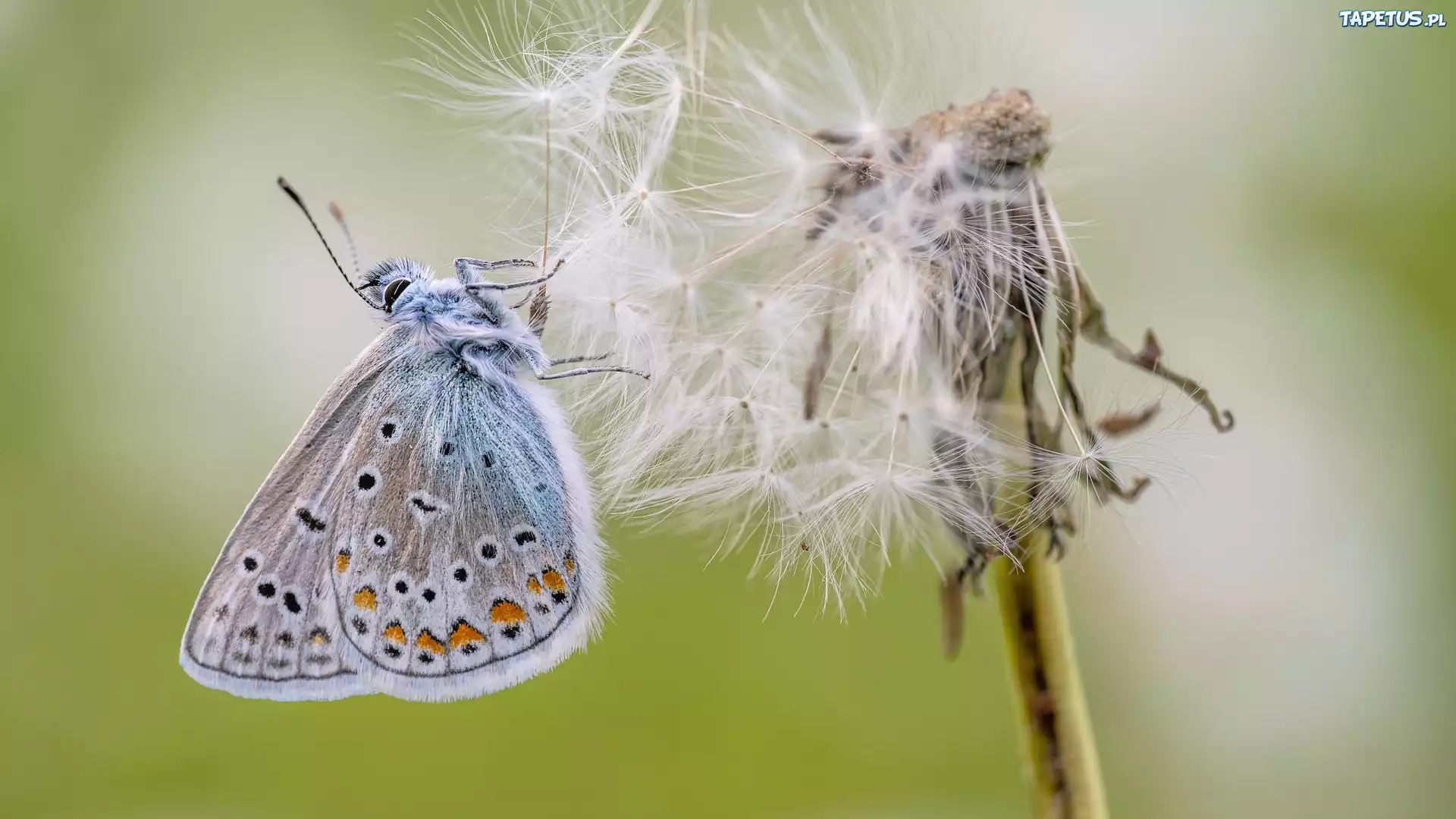 Motyl, Modraszek ikar, Dmuchawiec, Zbliżenie