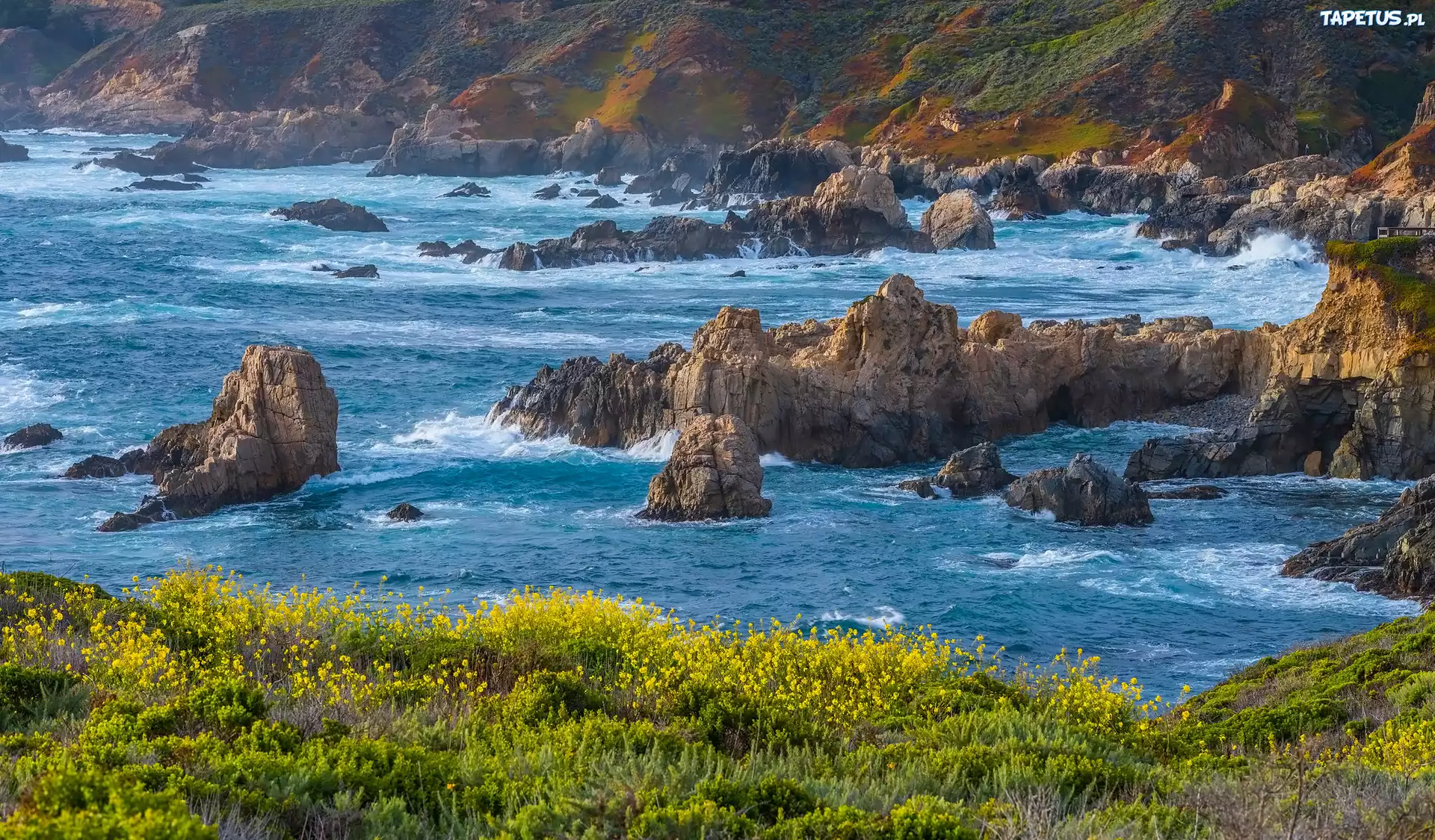 Wybrzeże, Big Sur, Morze, Skały, Rośliny, Park Stanowy Garrapata, Kalifornia, Stany Zjednoczone