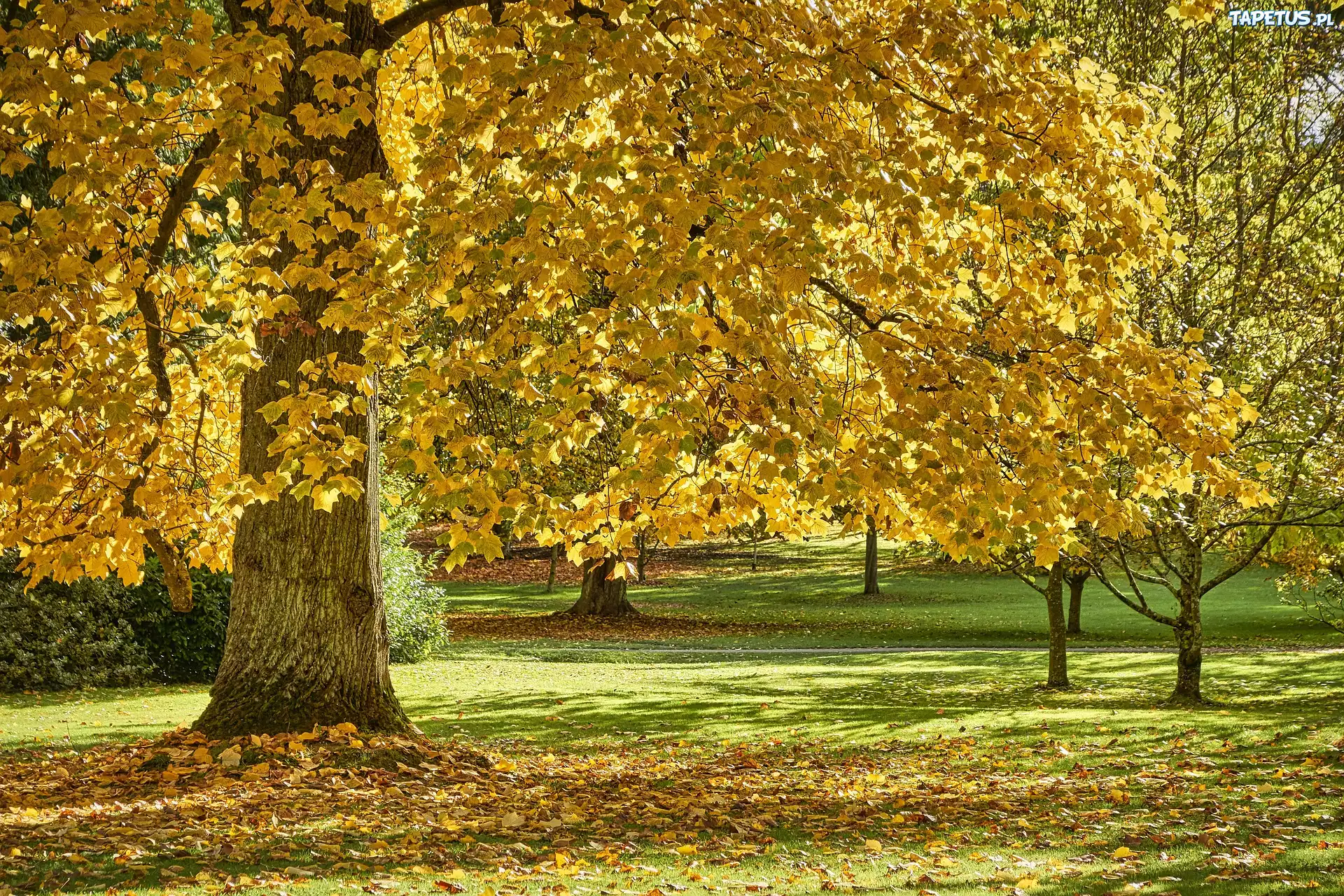 Jesień, Park, Drzewo, Klon