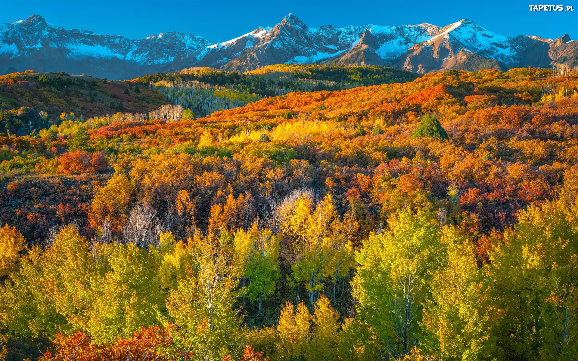 Stany Zjednoczone, Kolorado, Góry, San Juan Mountains, Jesień, Las, Drzewa