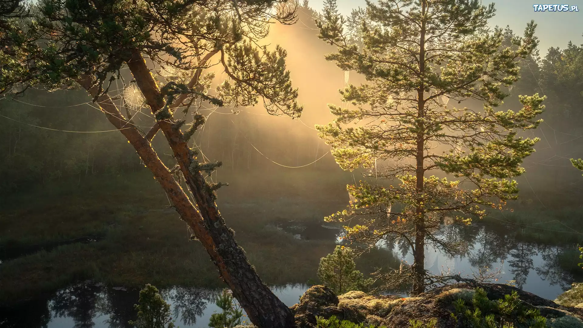 Drzewa, Pajęczyny, Kamienie, Jezioro Ładoga, Karelia, Rosja
