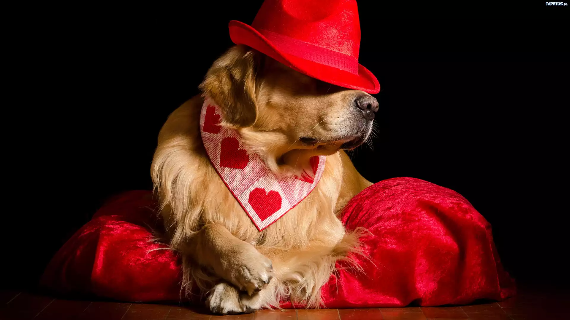 Golden retriever, Czerwony, Kapelusz, Poduszka