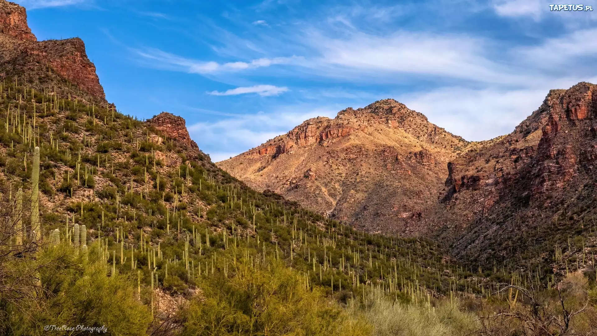 Stany Zjednoczone, Arizona, Tucson, Góry, Wąwóz, Sabino Canyon, Roślinność, Kaktusy