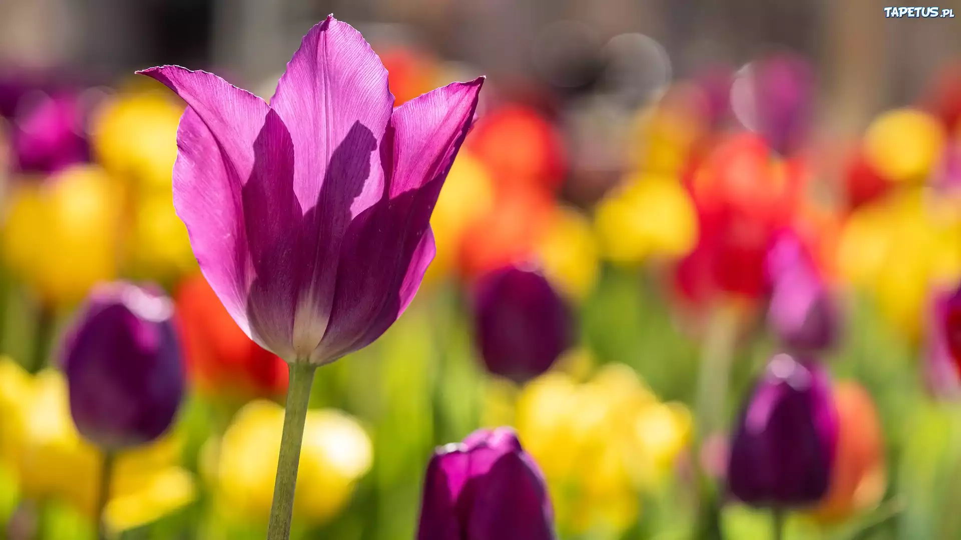 Kwiat, Tulipan, Rozświetlony