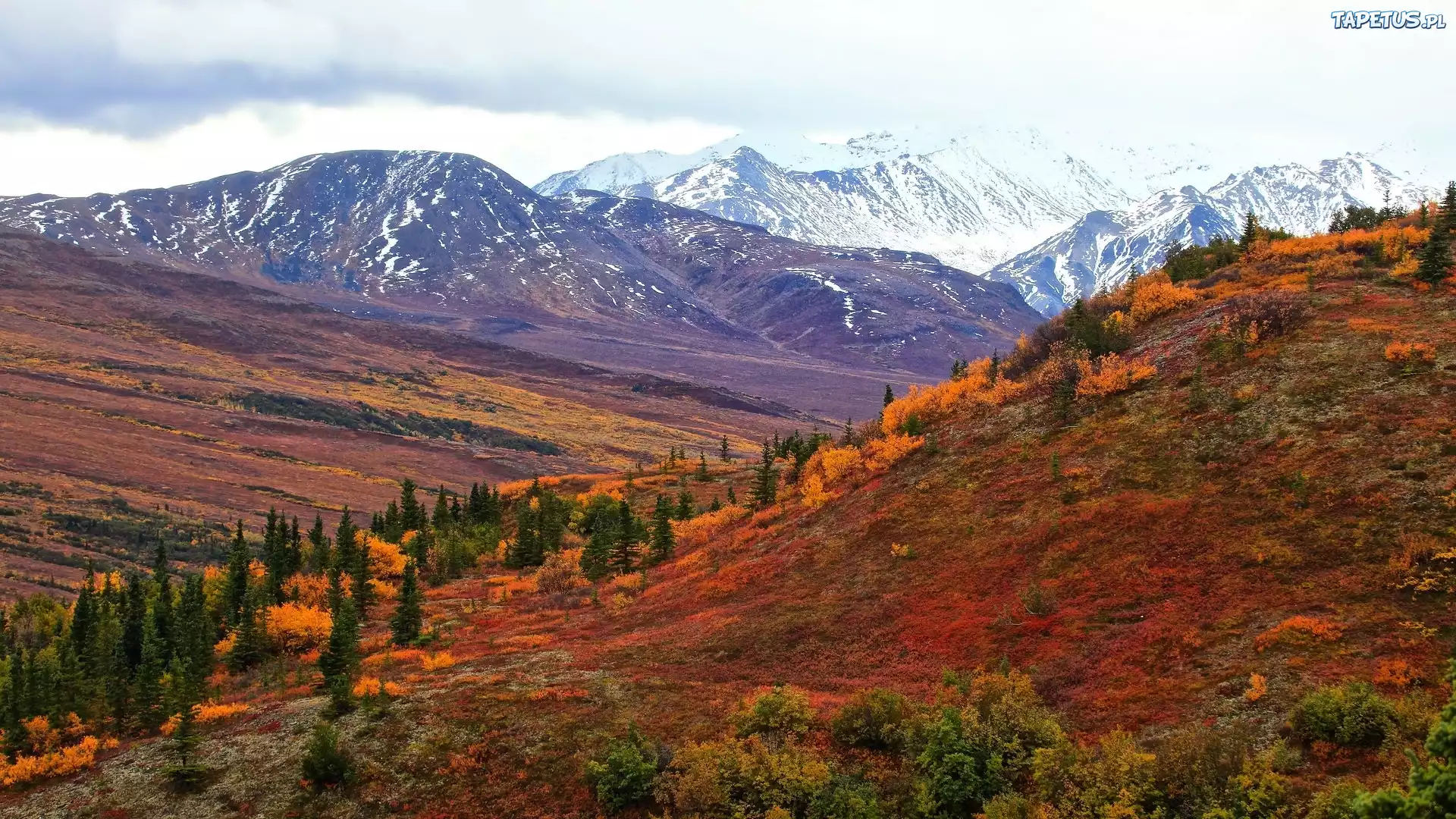Góry, Jesień, Kolorowe, Krzewy, Alaska, Stany Zjednoczone