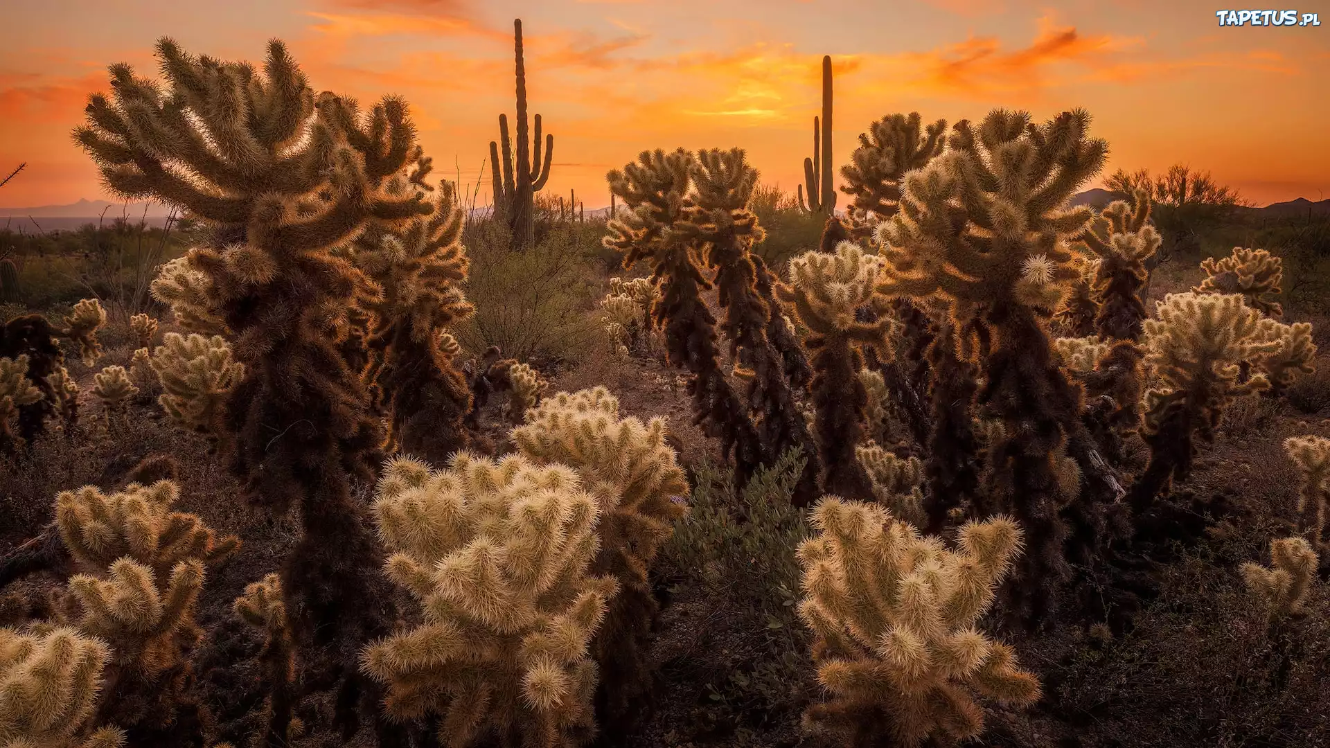 Kaktusy cholla