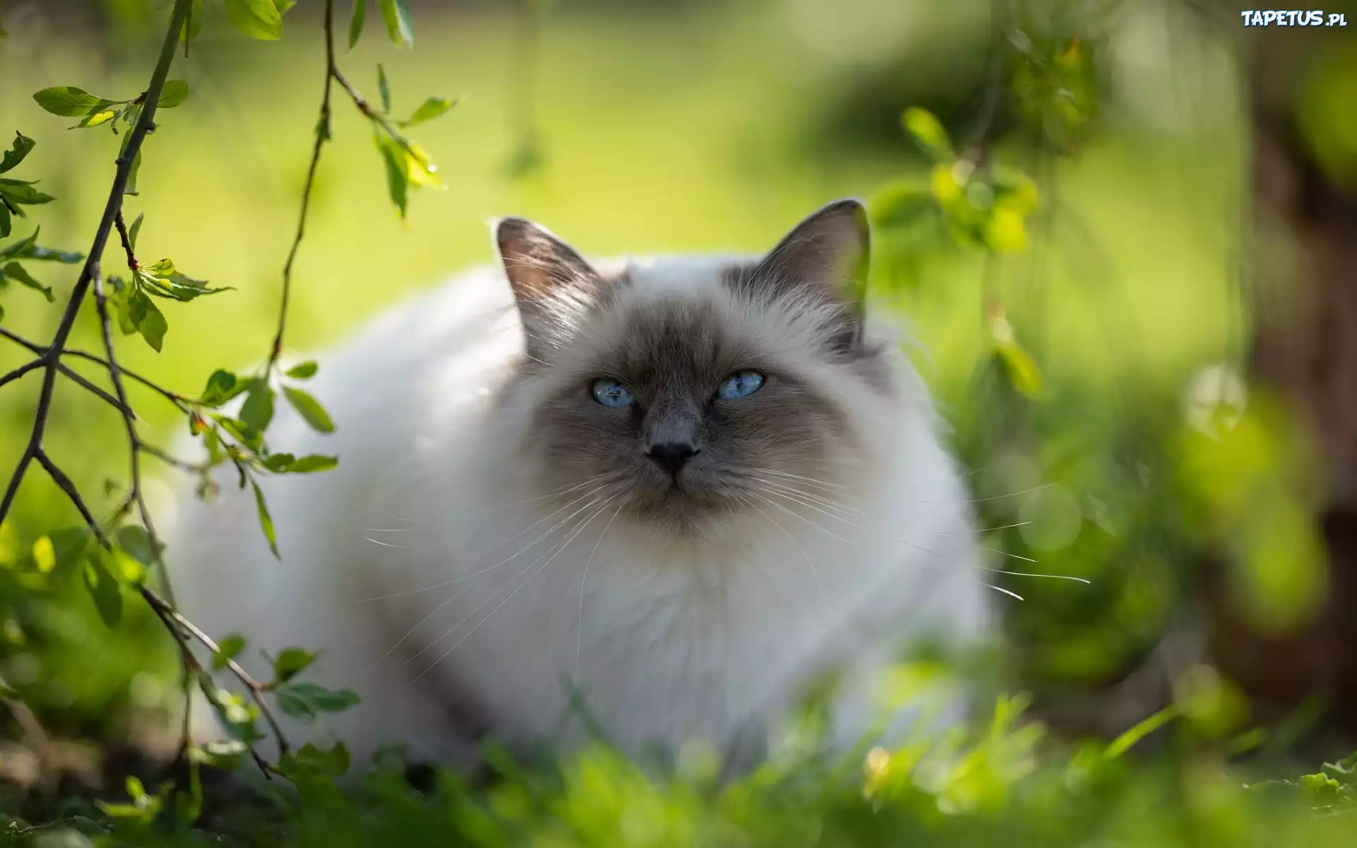Kot, Ragdoll, Niebieskooki, Zieleń