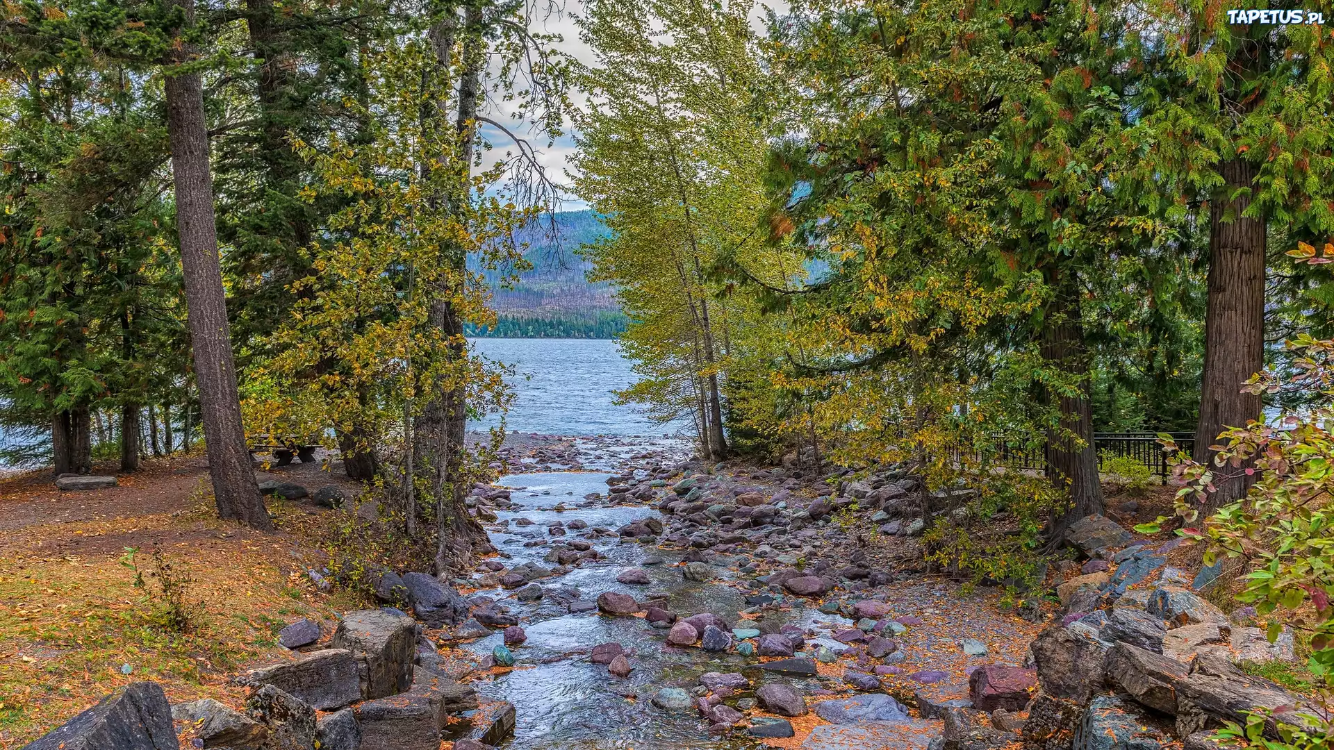 Drzewa, Jezioro, Lake McDonald, Kamienie, Park Narodowy Glacier, Montana, Stany Zjednoczone
