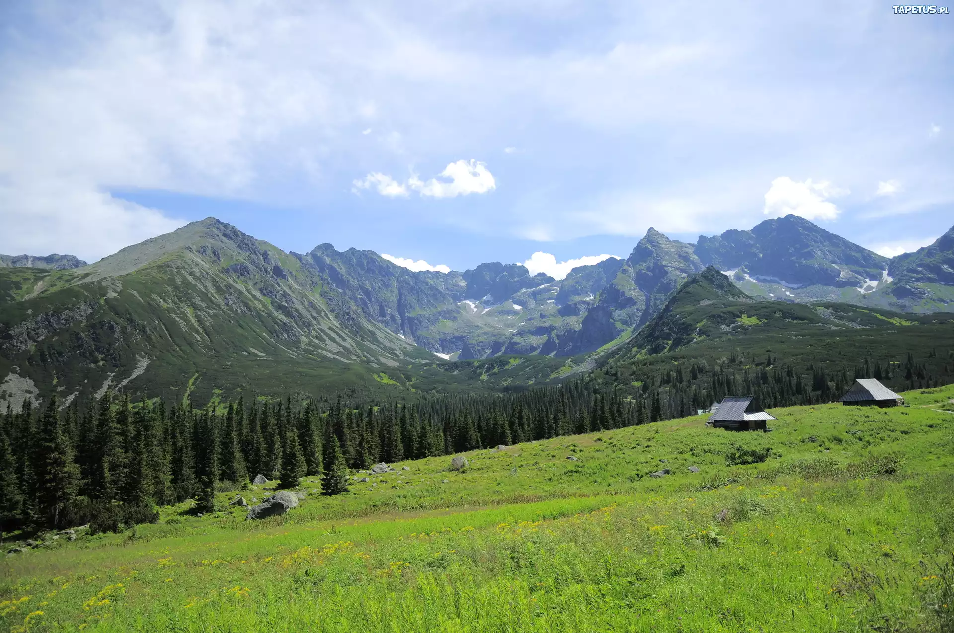 Polska, Góry, Tatry, Lasy, Roślinność, Domki