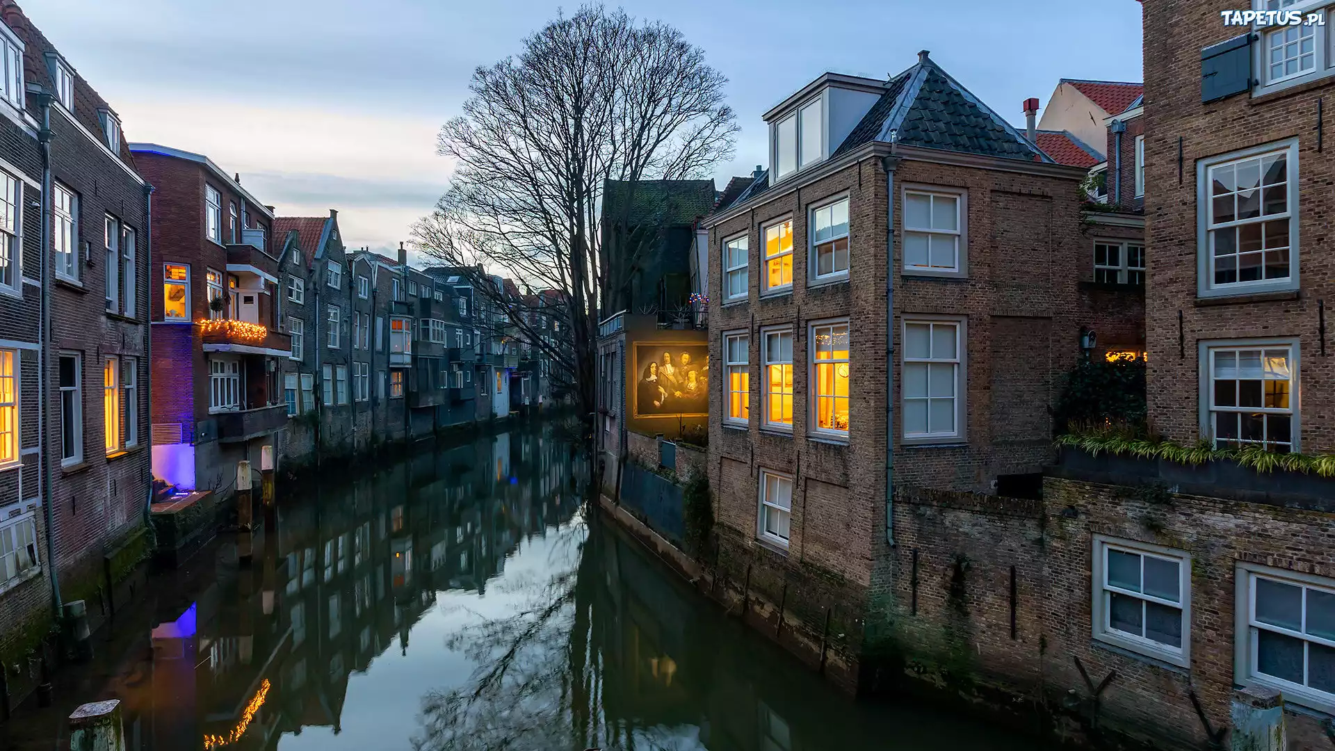 Dordrecht, Holandia, Kanał, Domy, Drzewo
