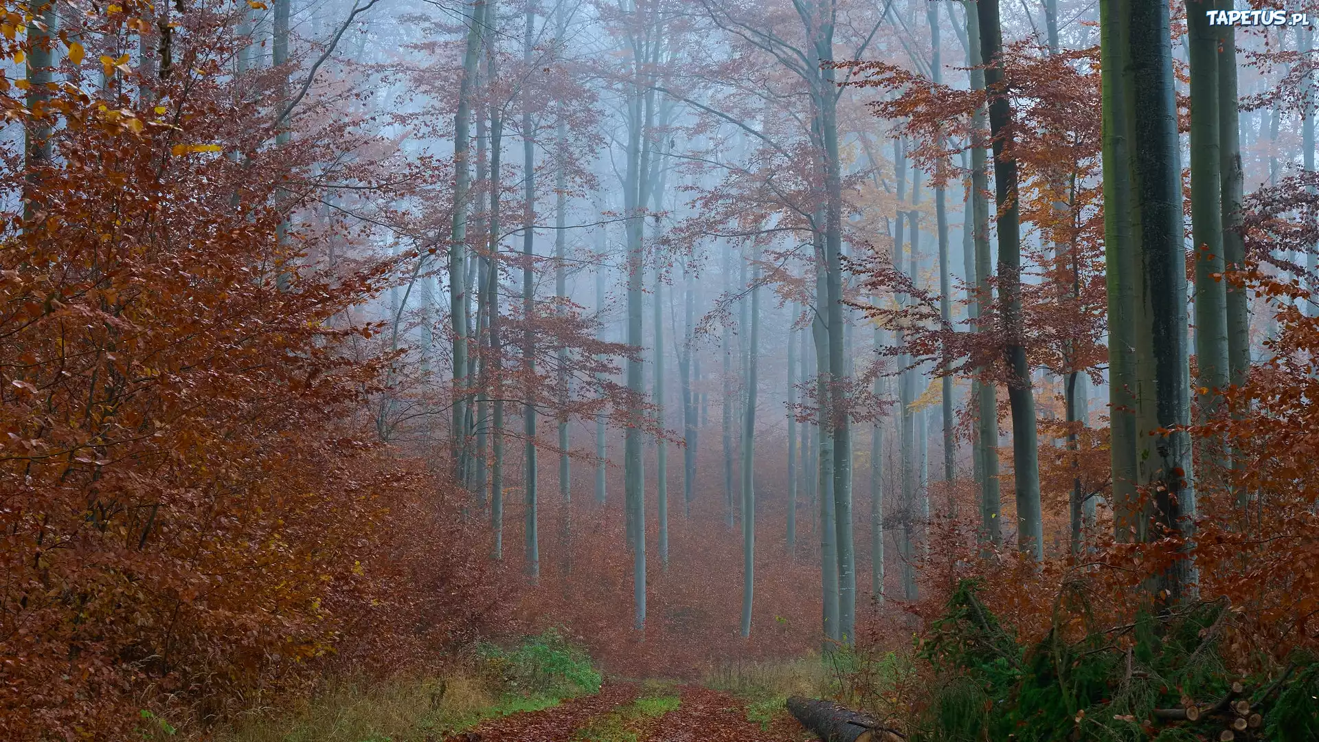 Jesień, Las, Mgła, Drzewa, Zrudziałe, Liście