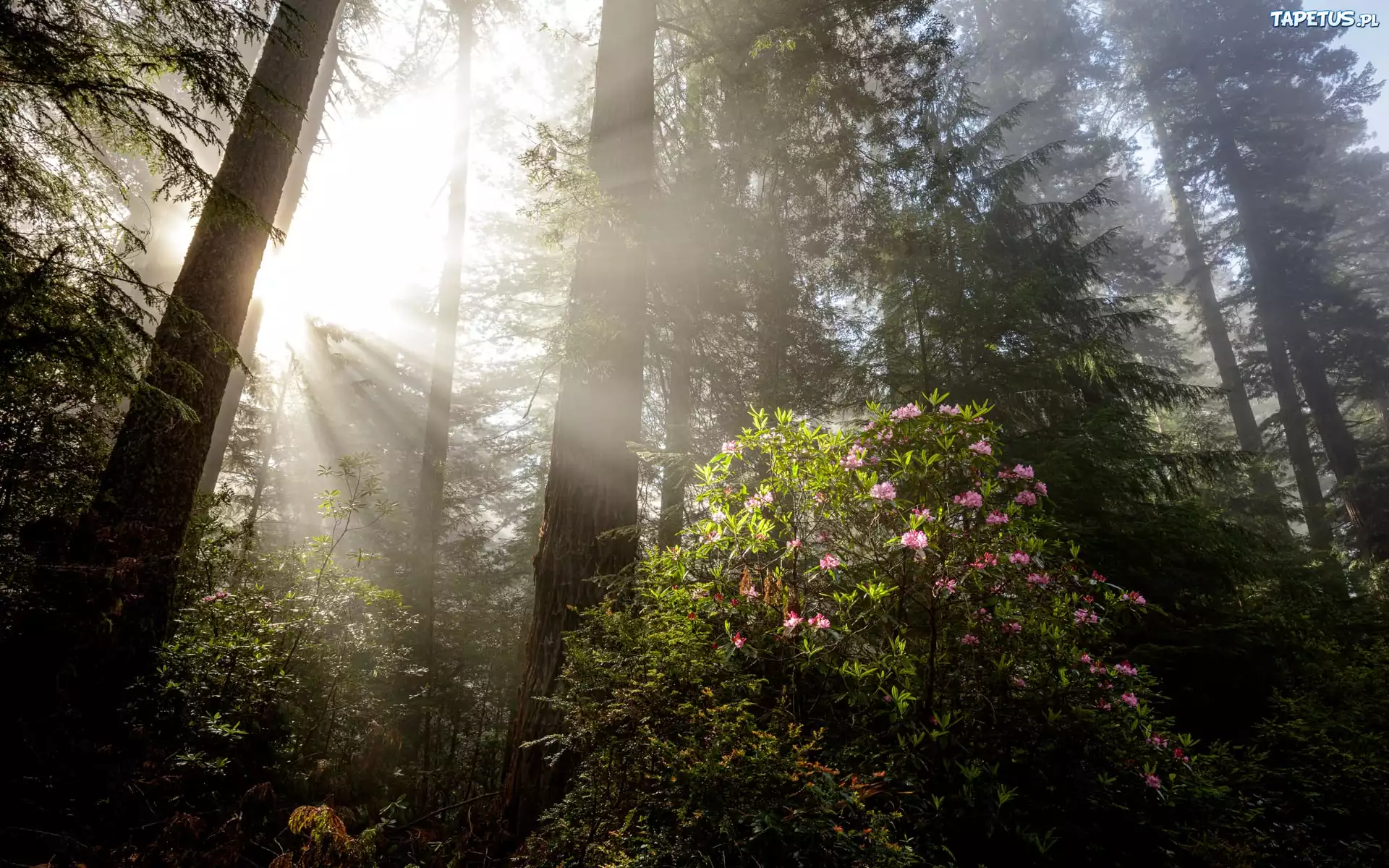 Stany Zjednoczone, Kalifornia, Park Narodowy Redwood, Sekwoje, Różanecznik, Przebijające światło