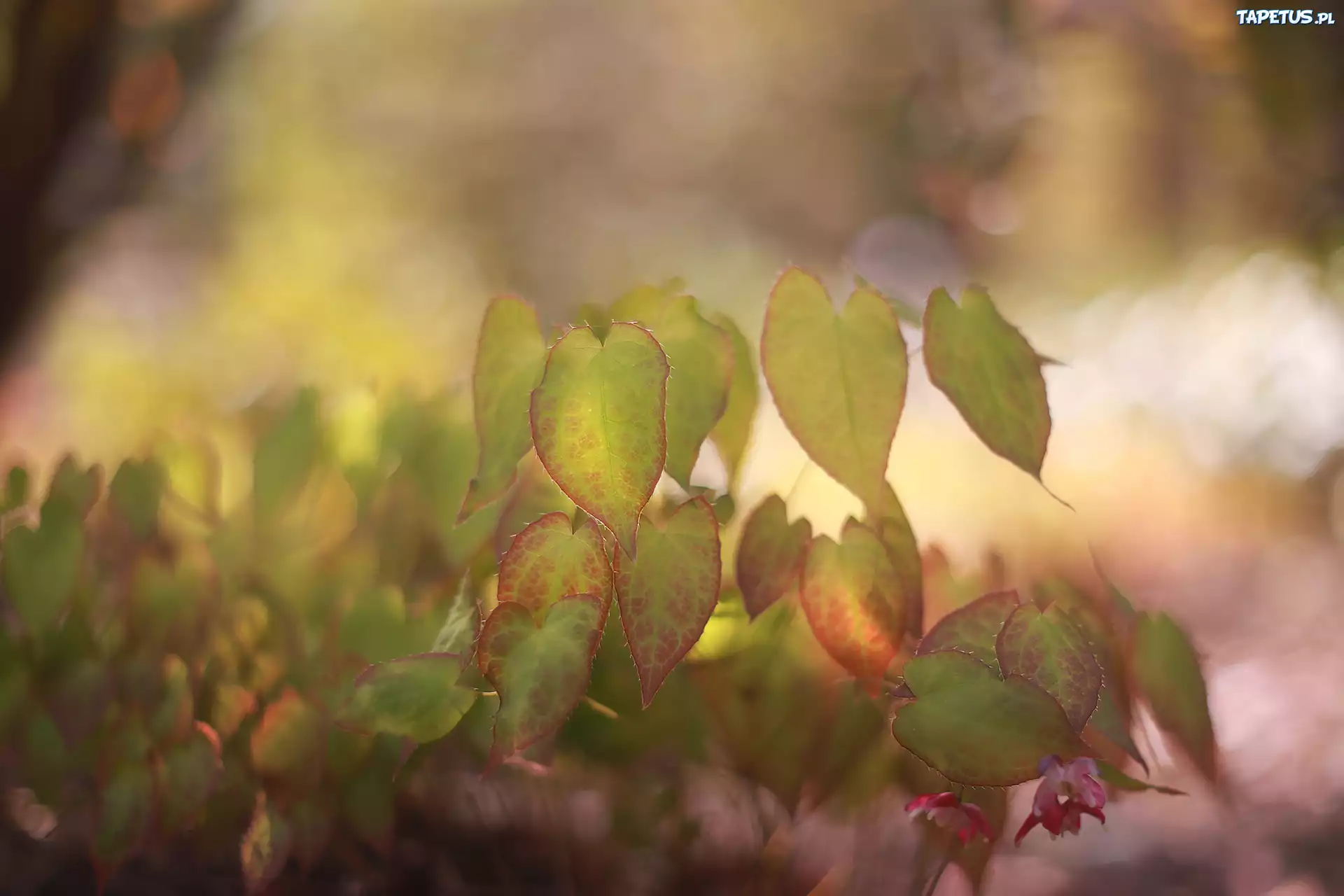 Liście, Epimedium, Rośliny