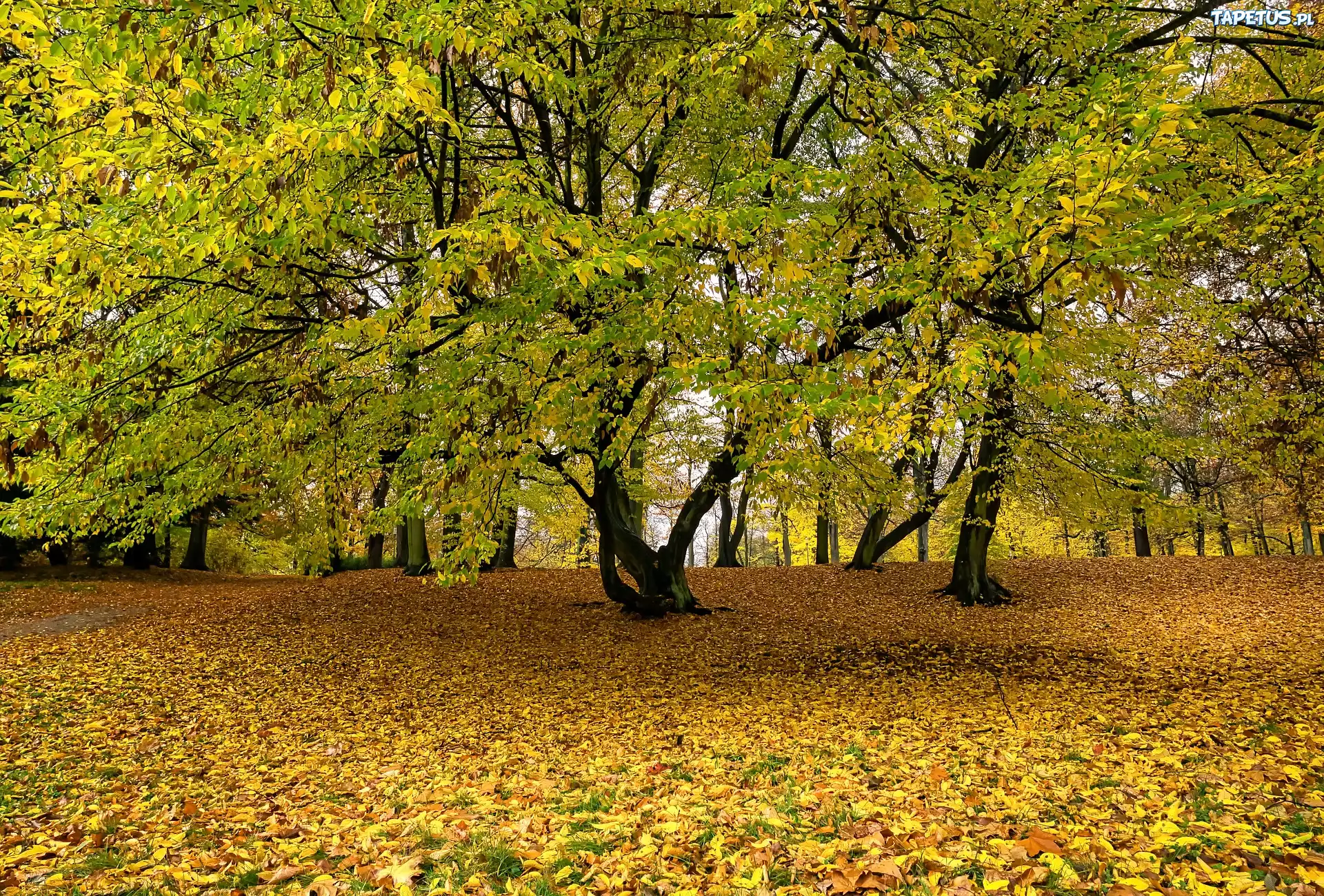 Park, Jesień, Opadłe, Liście, Drzewa