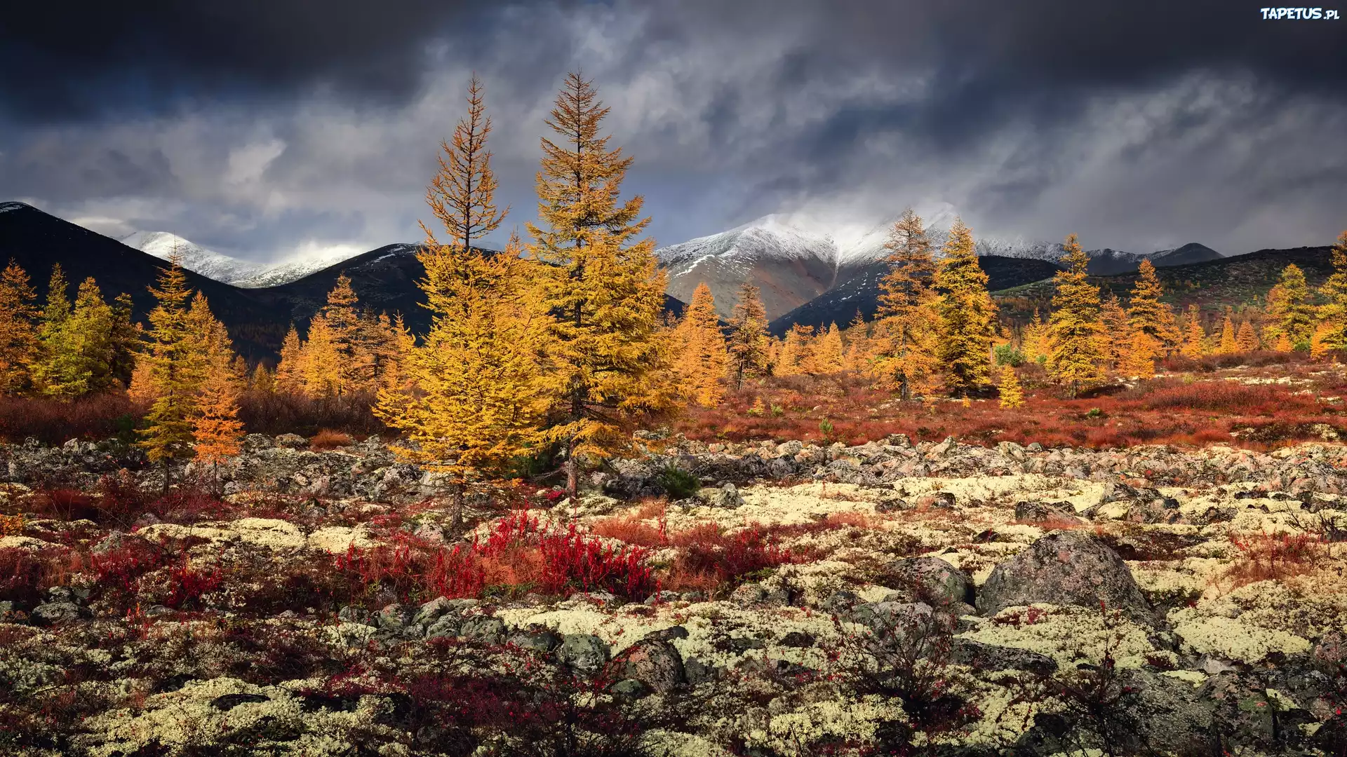 Rosja. Kołyma, Góry, Jesień, Drzewa, Roślinność, Chmury