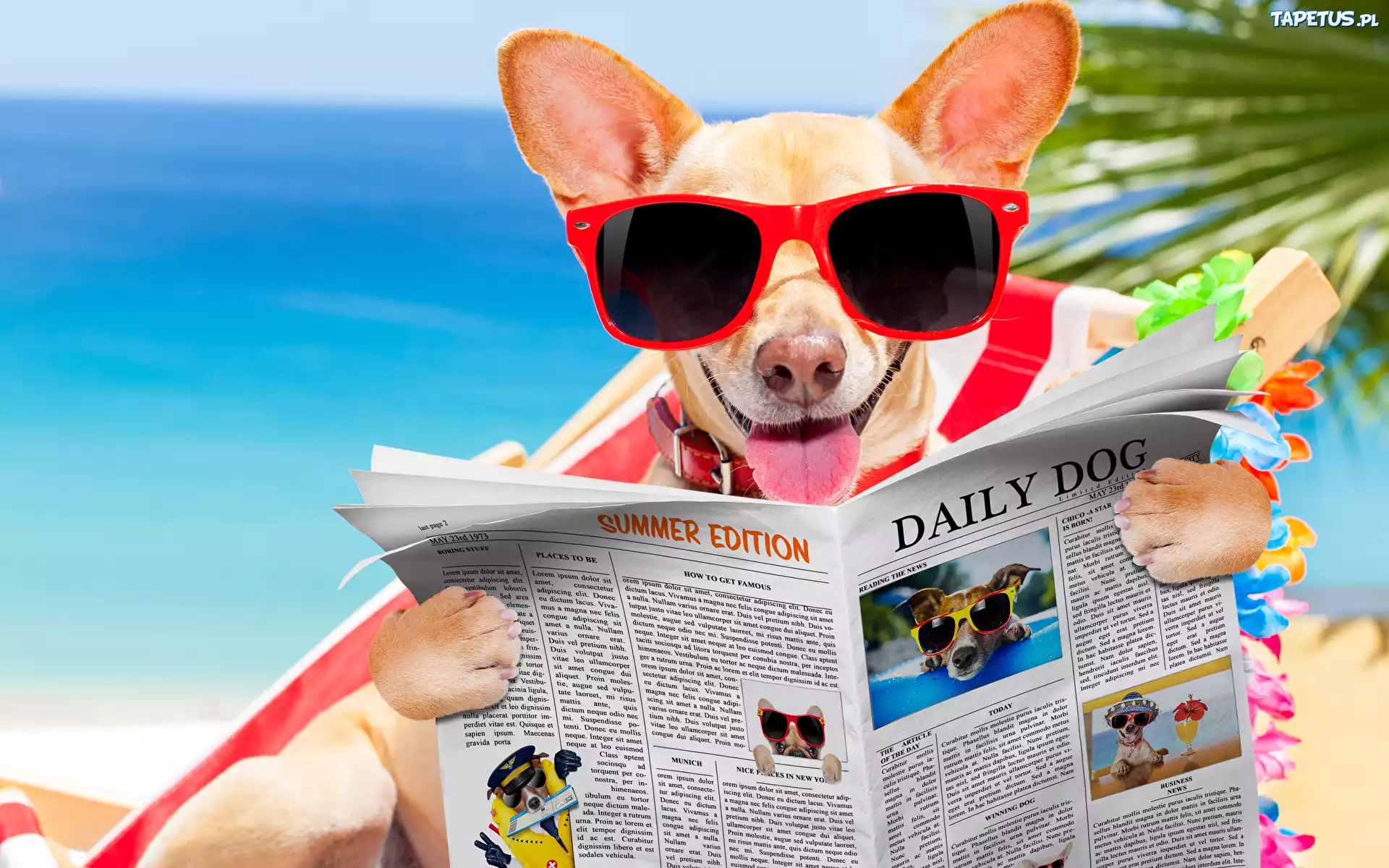 Pies, Okulary, Gazeta, Język, Śmieszne