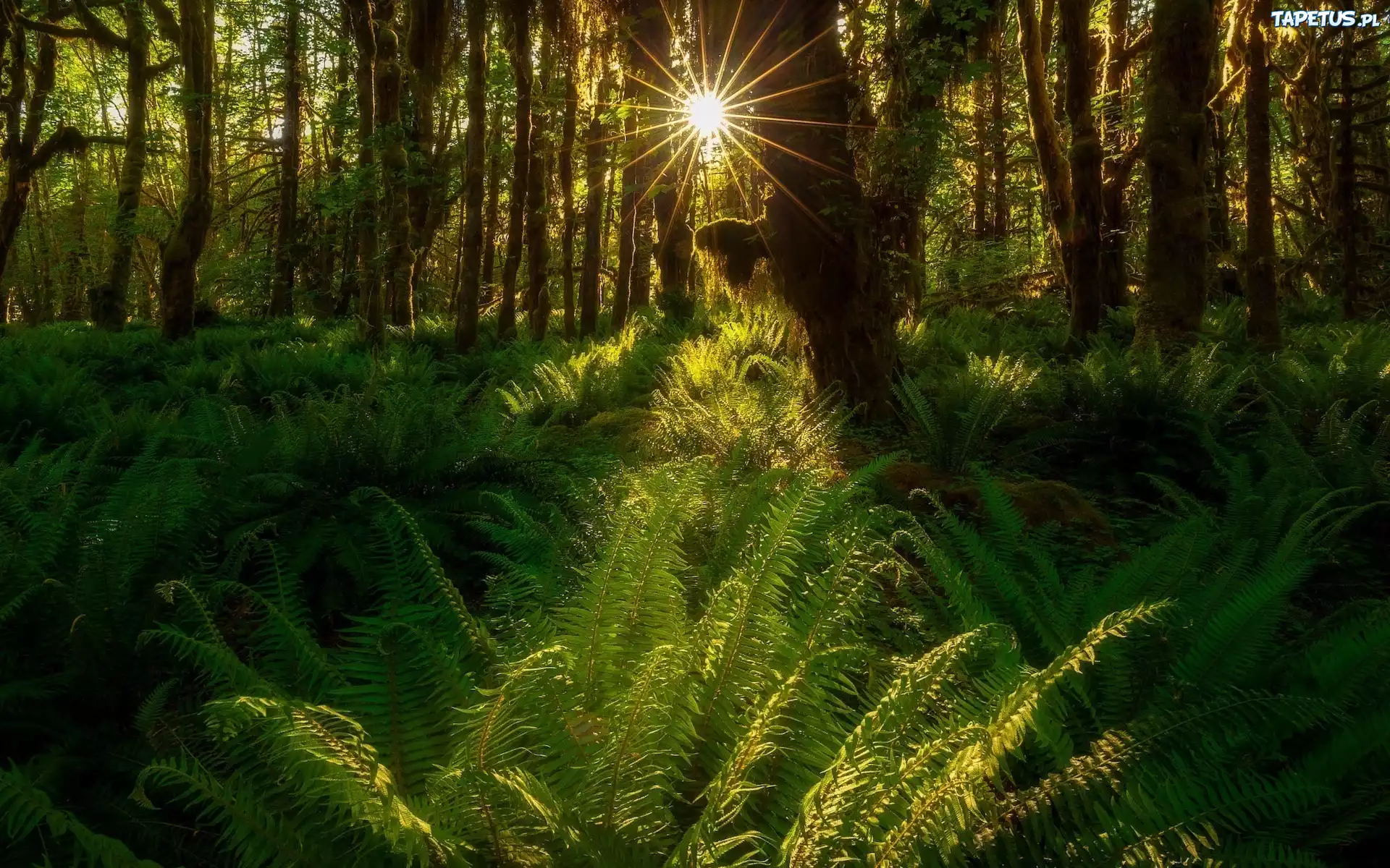Las deszczowy, Quinault Rainforest, Promienie słońca, Paprocie, Drzewa, Park Narodowy Olympic, Waszyngton, Stany Zjednoczone