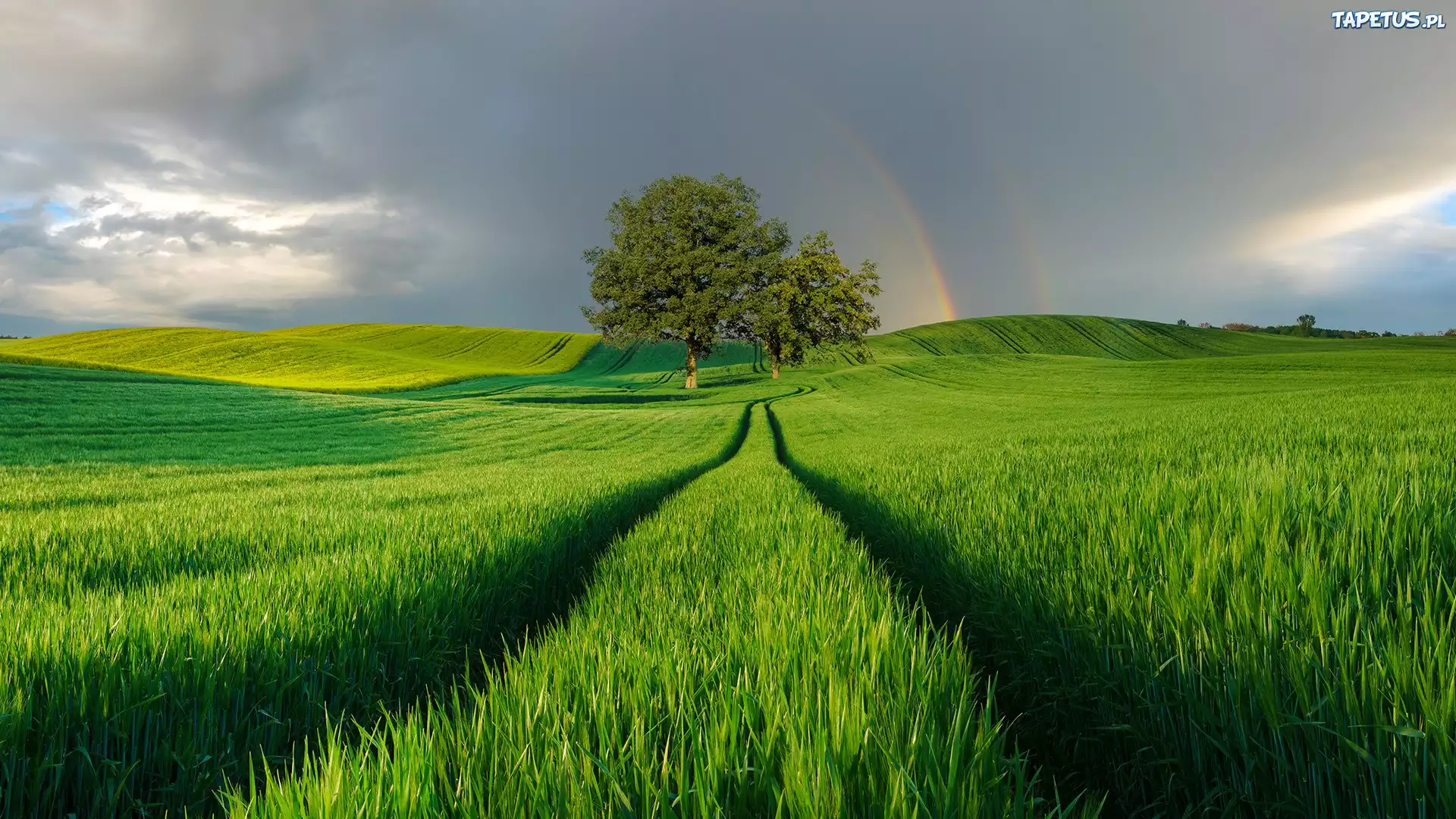 Zielone, Pola, Drzewa, Tęcza