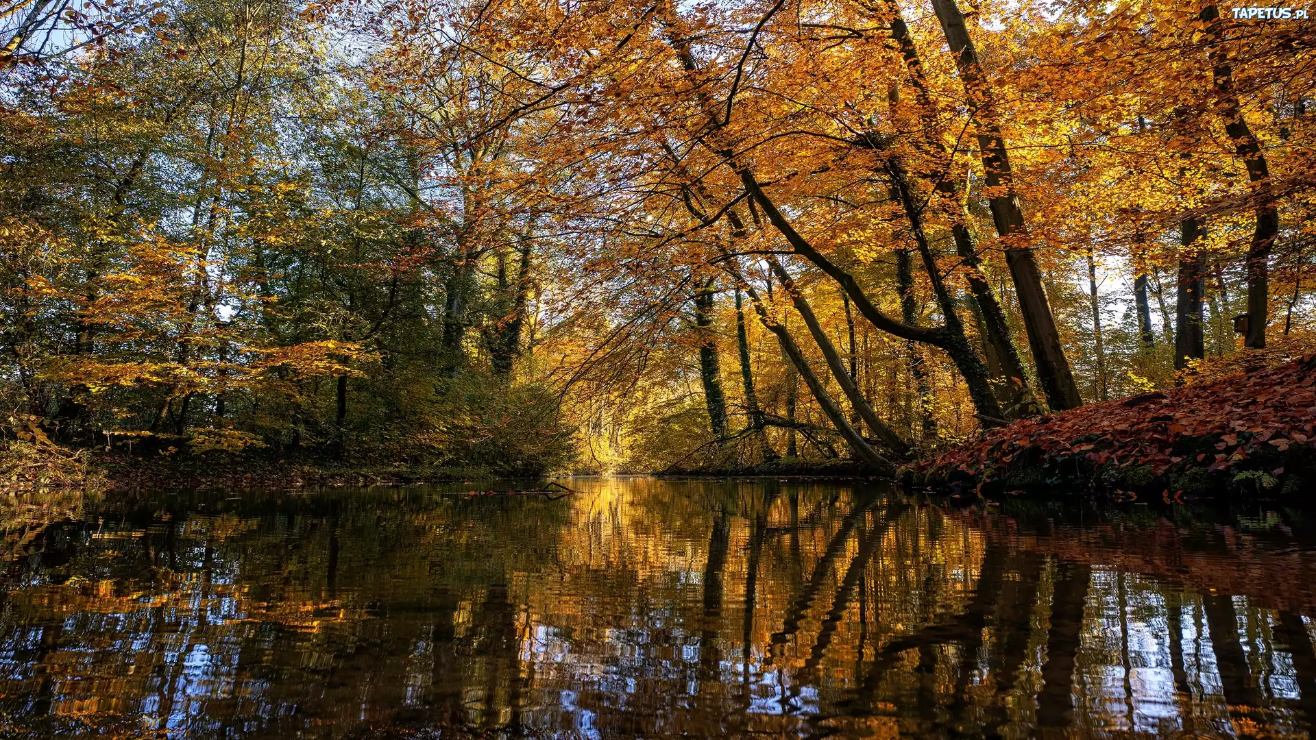 Jesień, Las, Drzewa, Staw, Odbicie, Gałęzie, Brzeg, Liście
