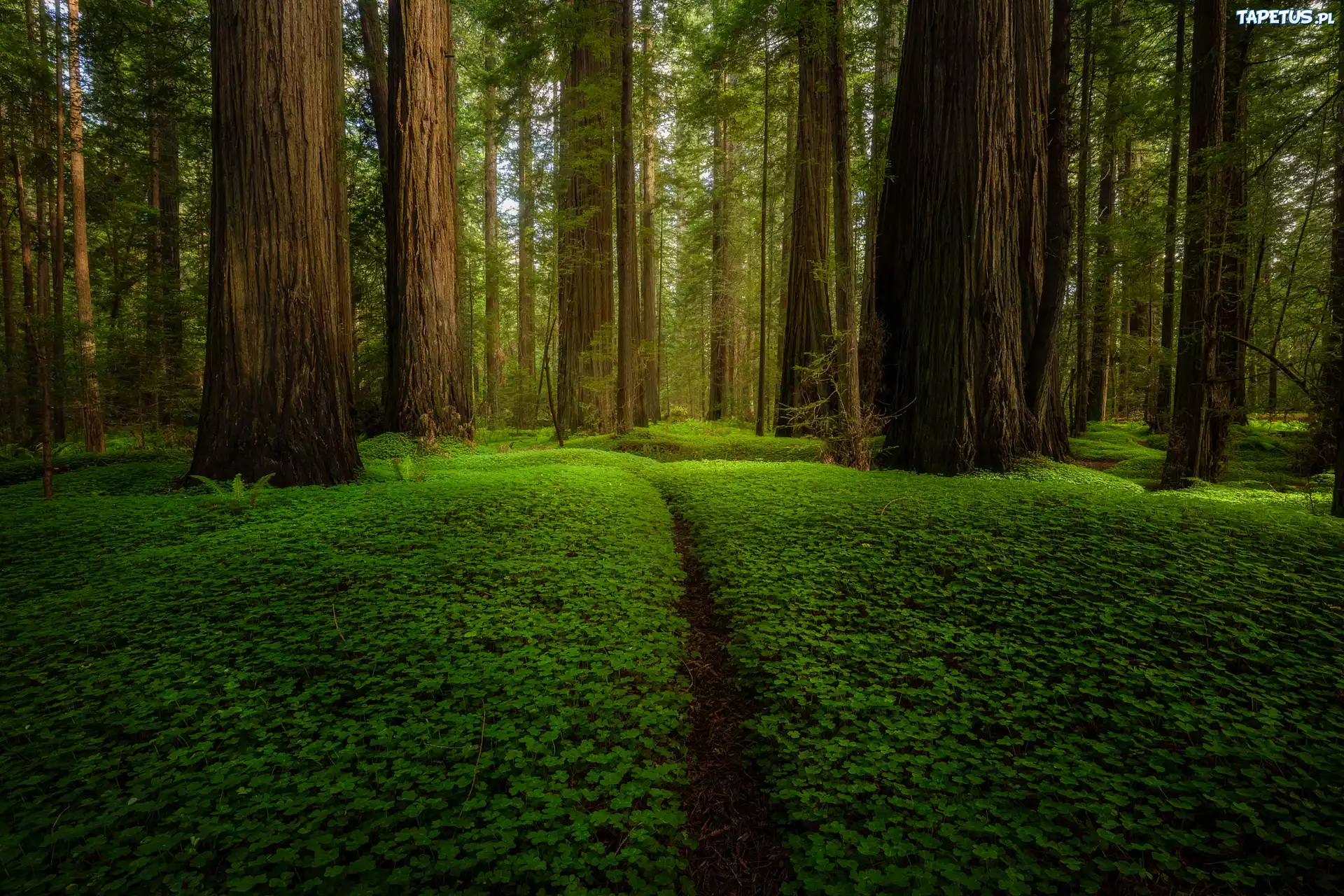 Zielony, Las, Drzewa, Sekwoje, Ścieżka, Park Narodowy Redwood, Kalifornia, Stany Zjednoczone