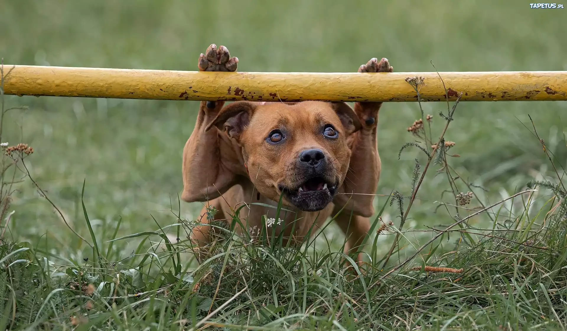 Pies, Staffordshire Bull terrier, Trawa