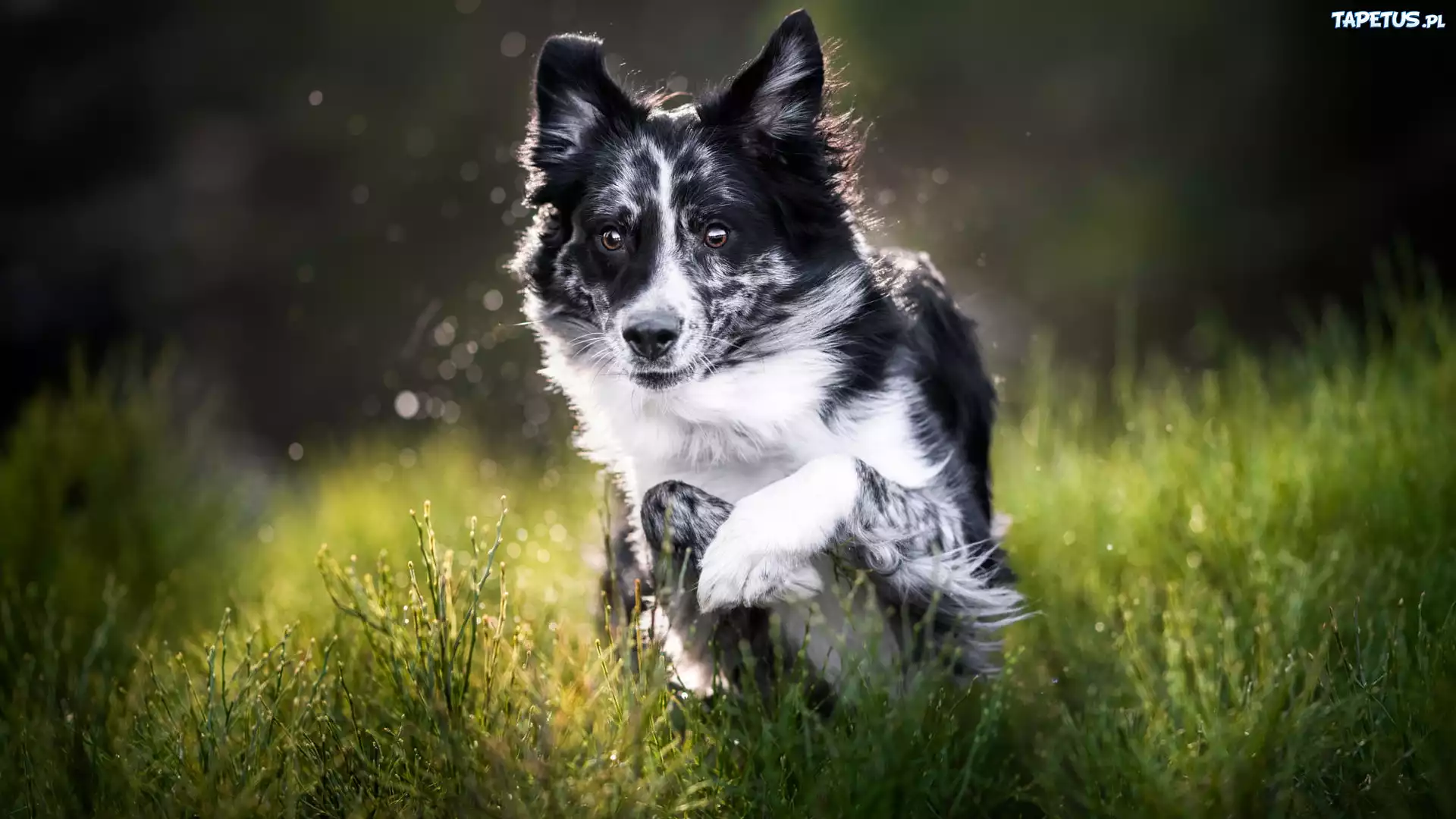 Czarno-biały, Pies, Border collie, Zielona, Trawa