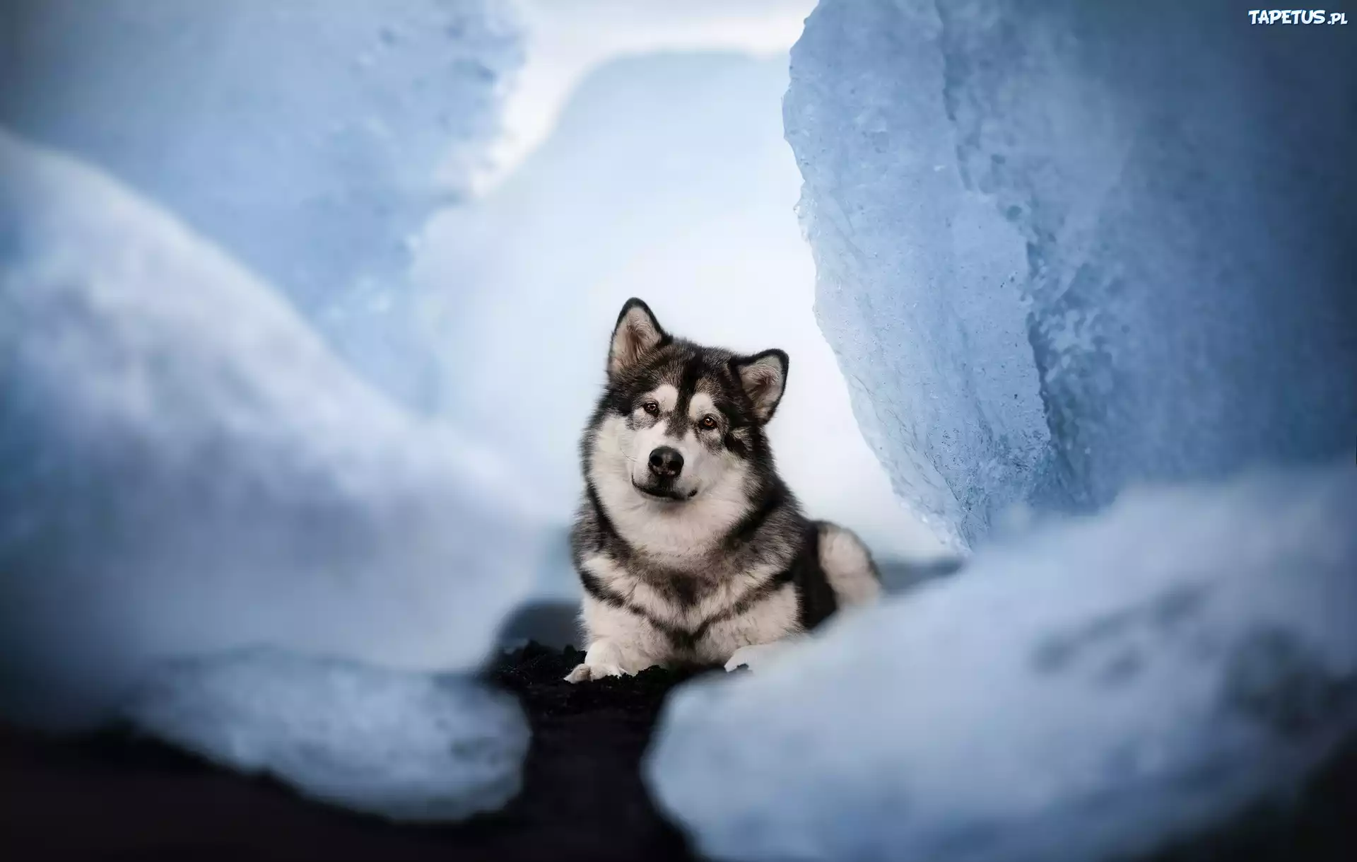 Pies, Alaskan malamute, Spojrzenie