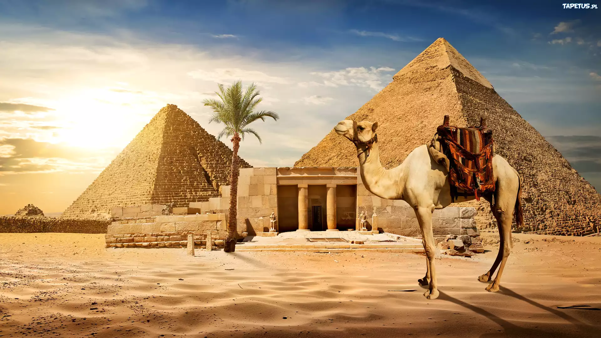 Piramidy, Palmy, Wielbłąd, 2D