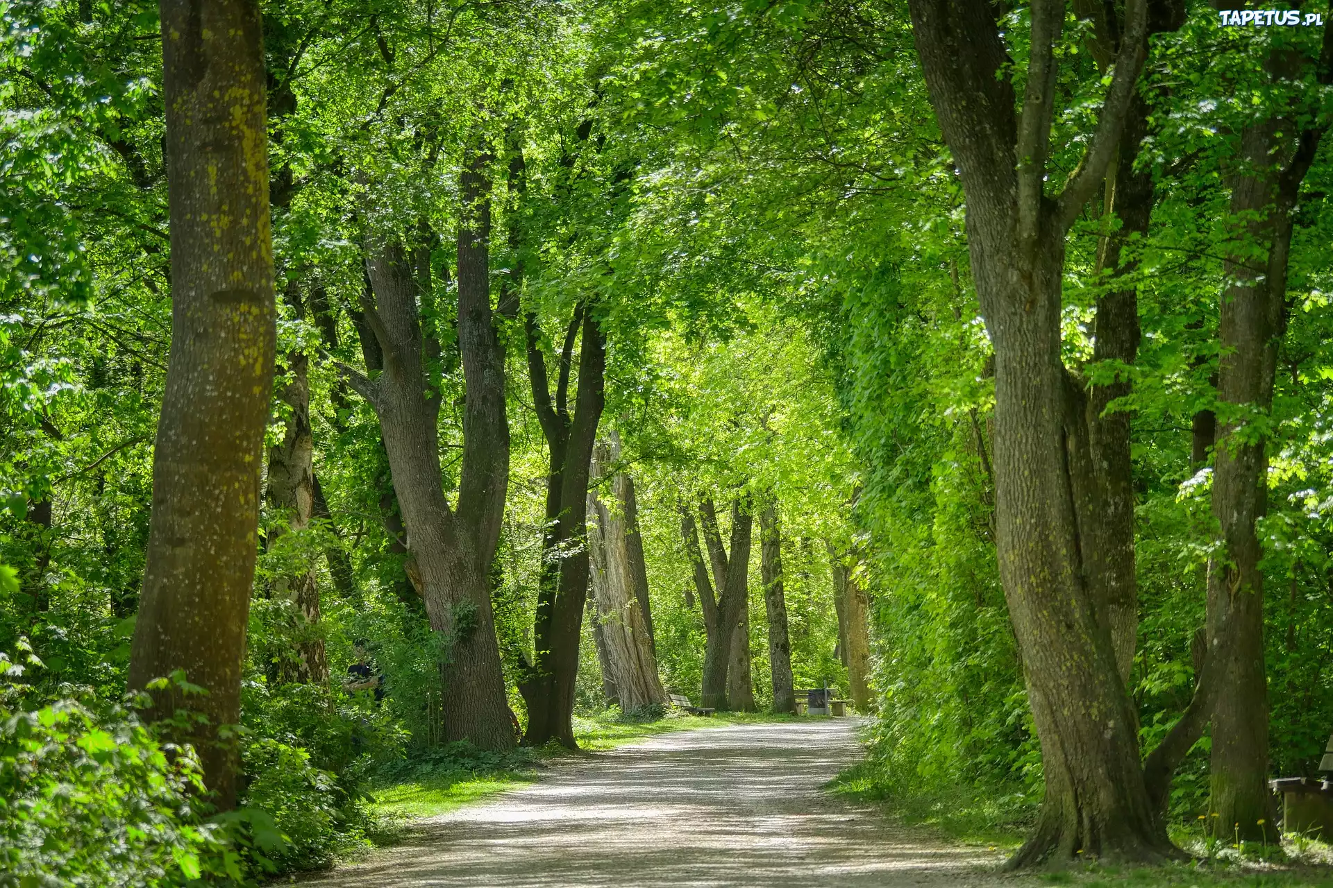 Drzewa, Park, Ścieżka, Ławki, Zieleń
