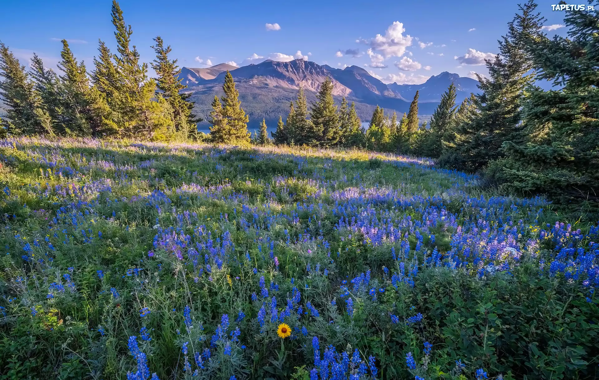 Park Narodowy Lodowców, Montana, Stany Zjednoczone, Kwiaty, Łubin, Drzewa, Góry