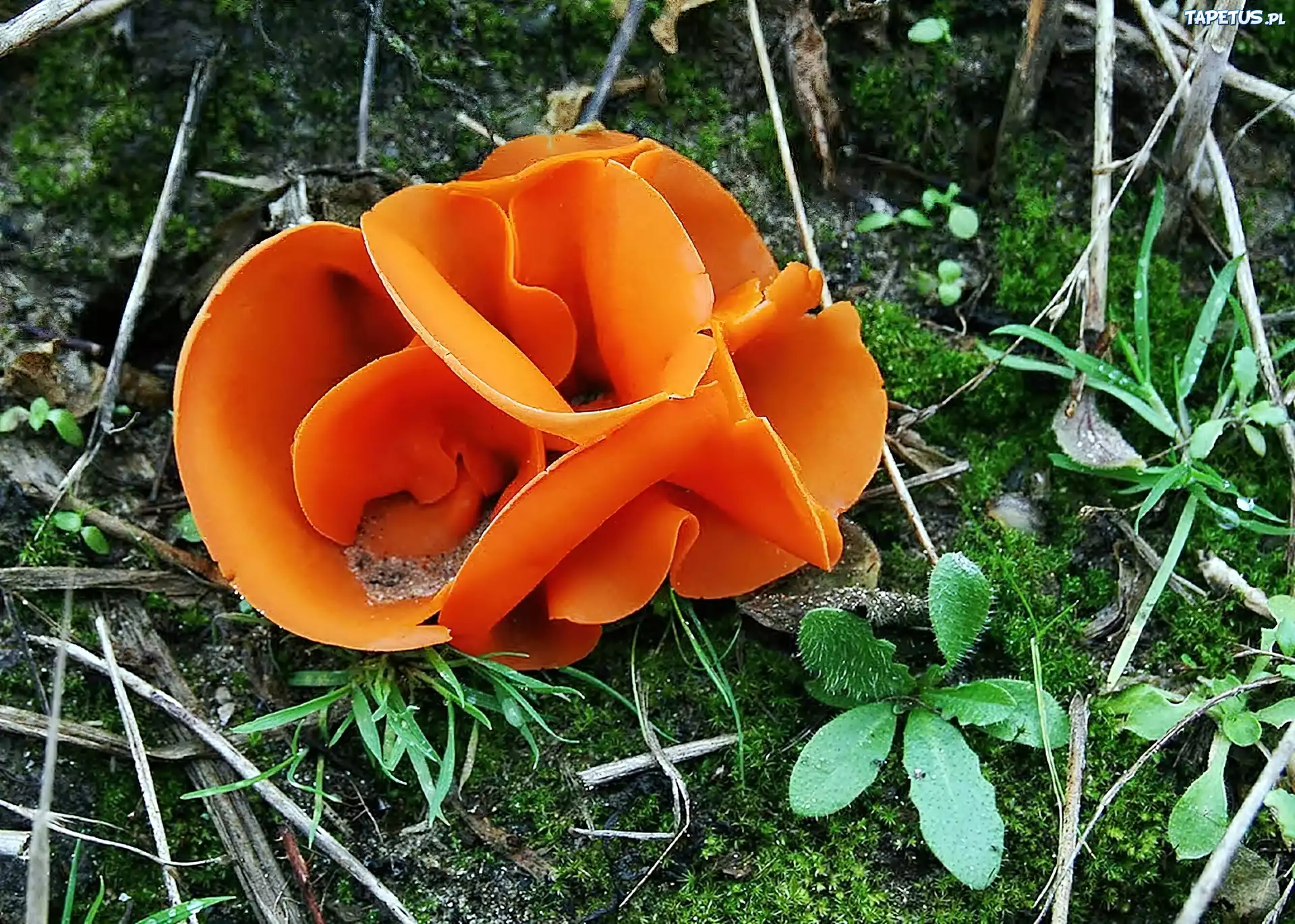 Ściółka, Leśna, Pomarańczowy, Grzyb