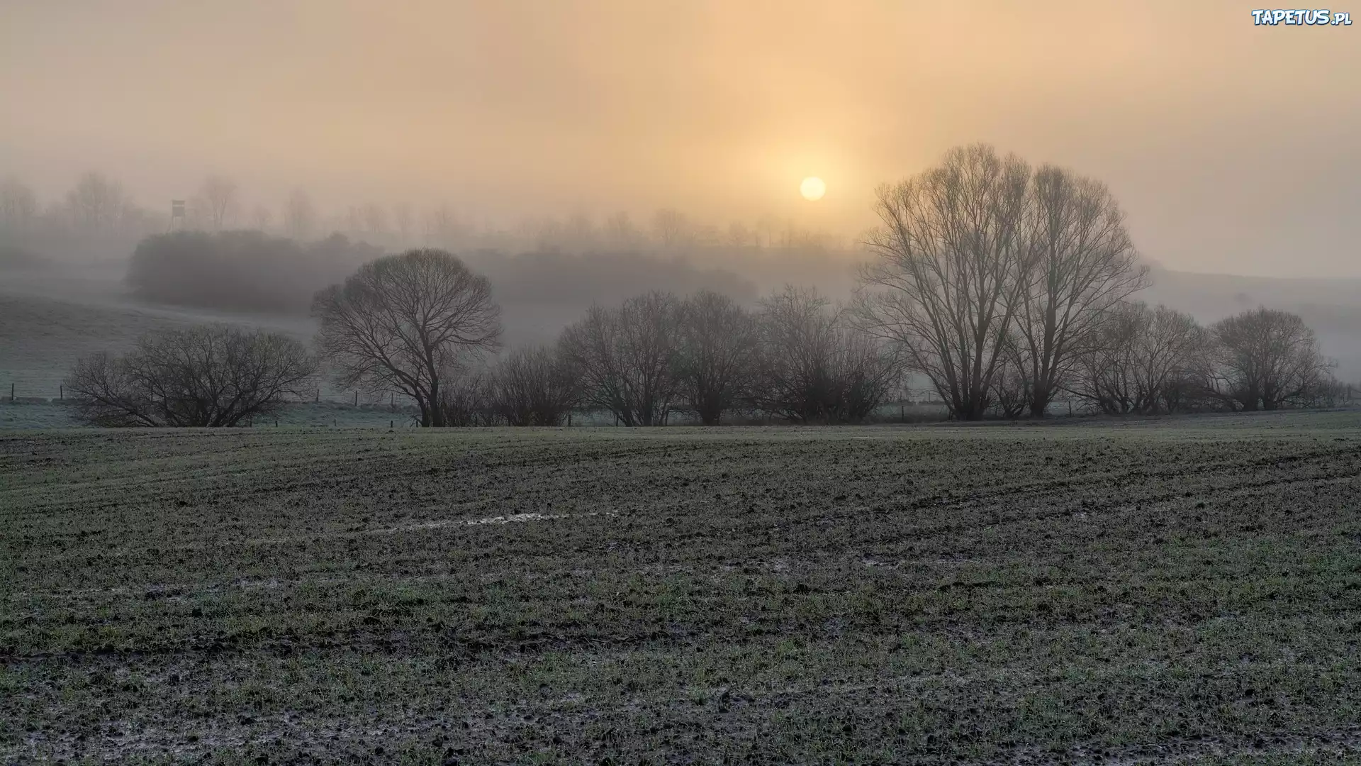 Pole, Drzewa, Mgła, Wschód słońca, Poranek